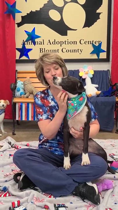 Enlarge Danielle, a ADOPTABLE mixed breed in Woolwich, ME video 2/4