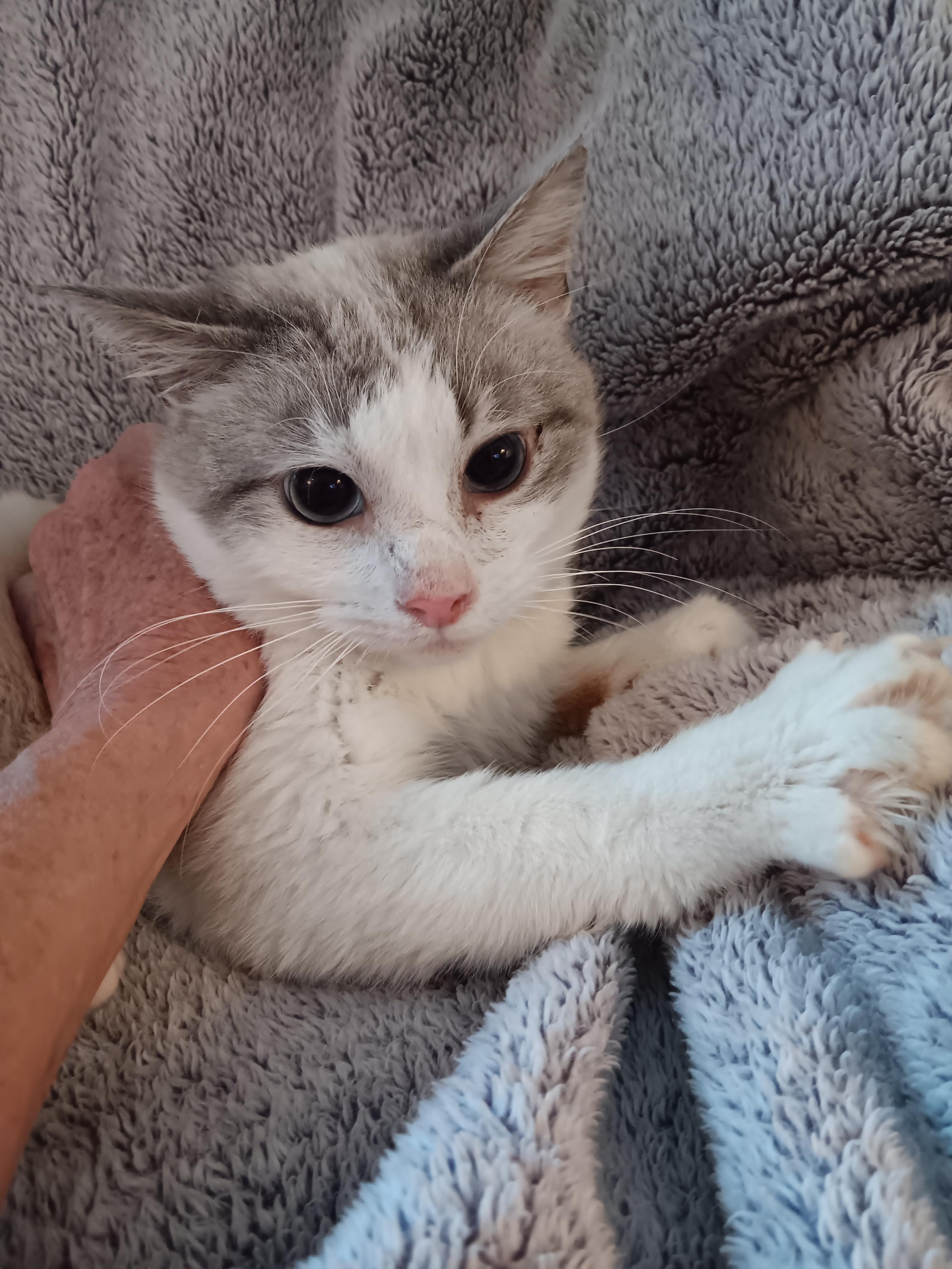 Enlarge Pickles, a ADOPTABLE mixed breed in North East, MD image 3/4