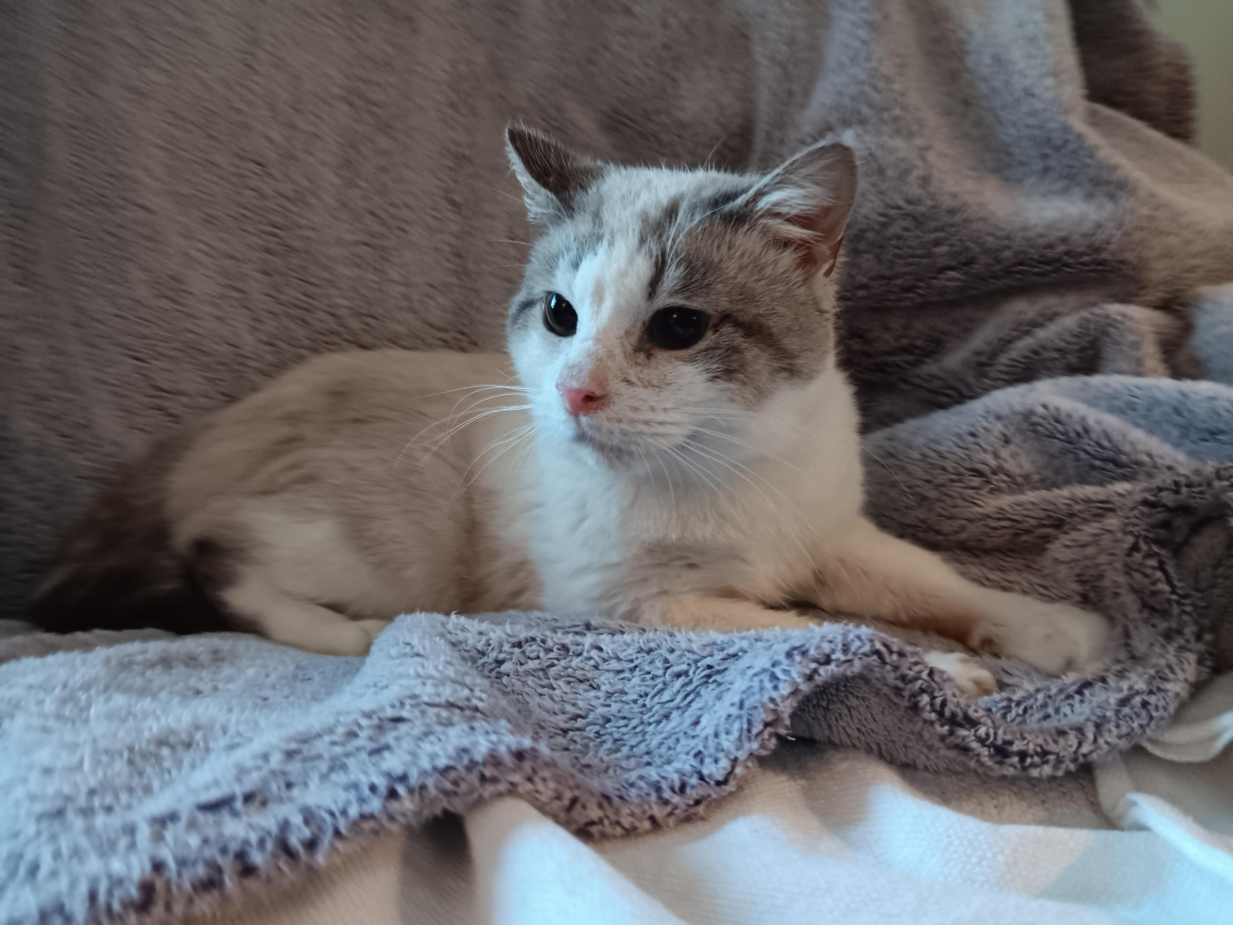 Enlarge Pickles, a ADOPTABLE mixed breed in North East, MD image 2/4