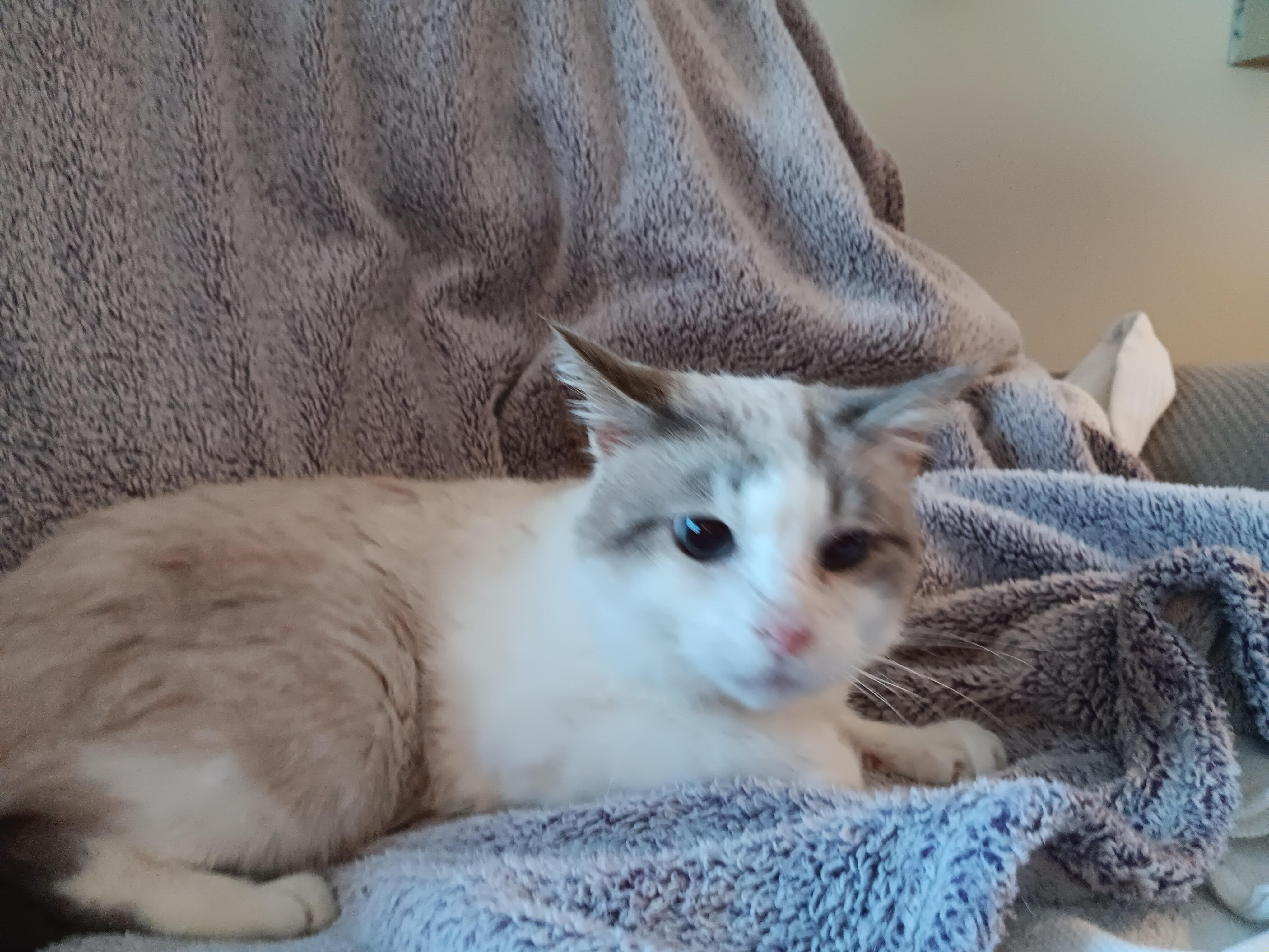 Pickles, ADOPTABLE, Young Male Siamese.