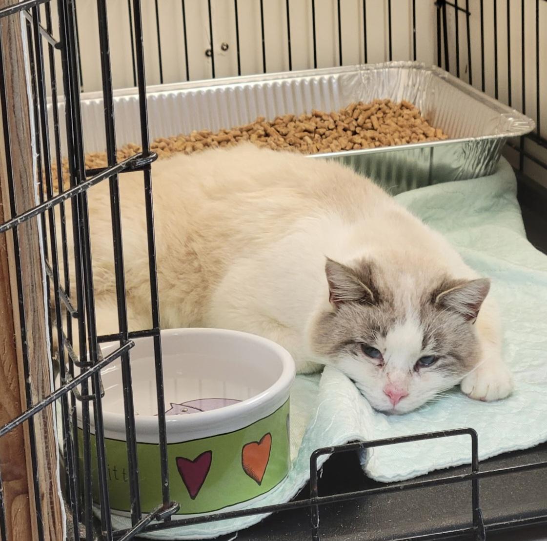 Enlarge Pickles, a ADOPTABLE mixed breed in North East, MD image 4/4