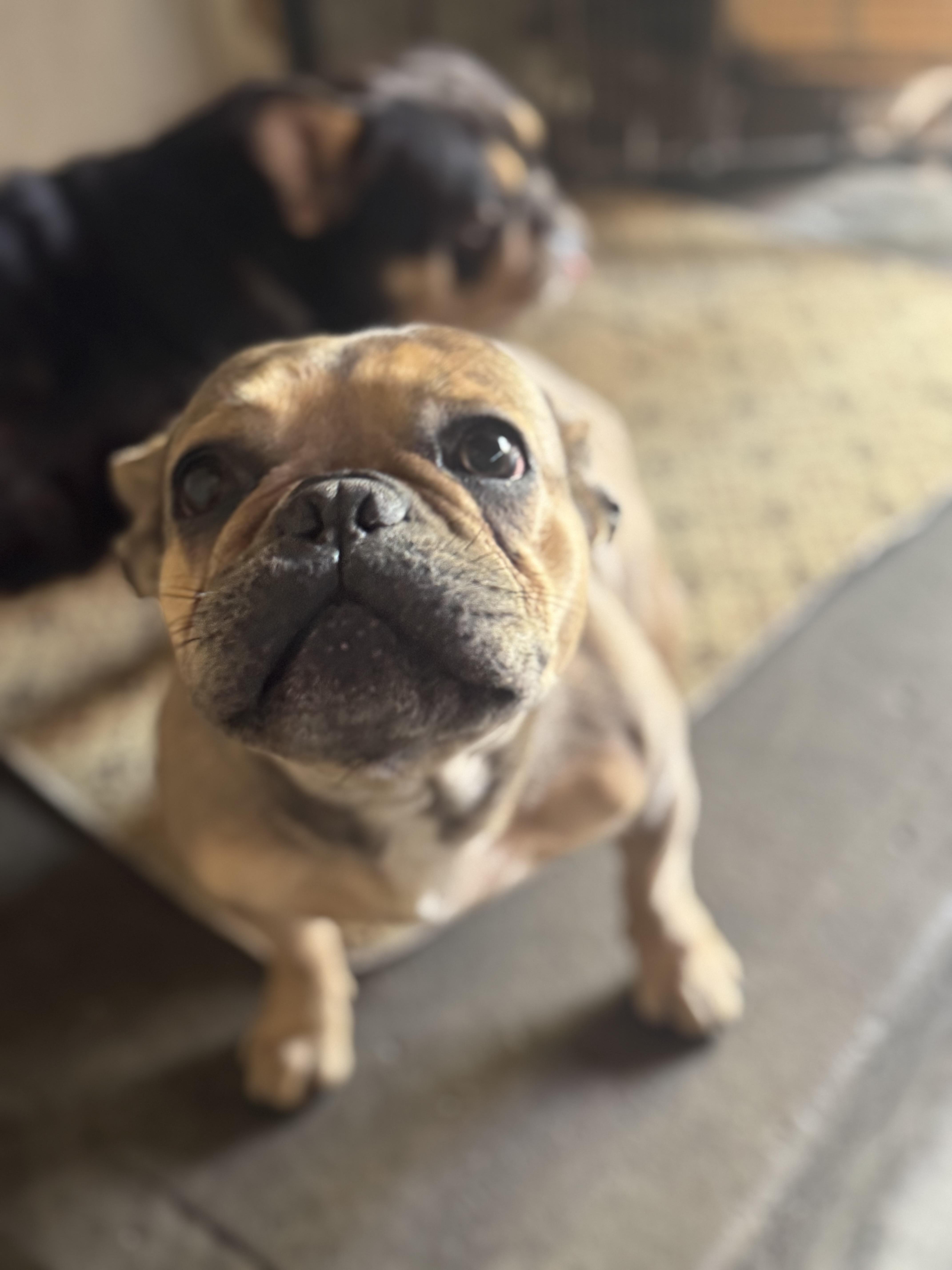 Xena, Adoptable, Adult Female French Bulldog.