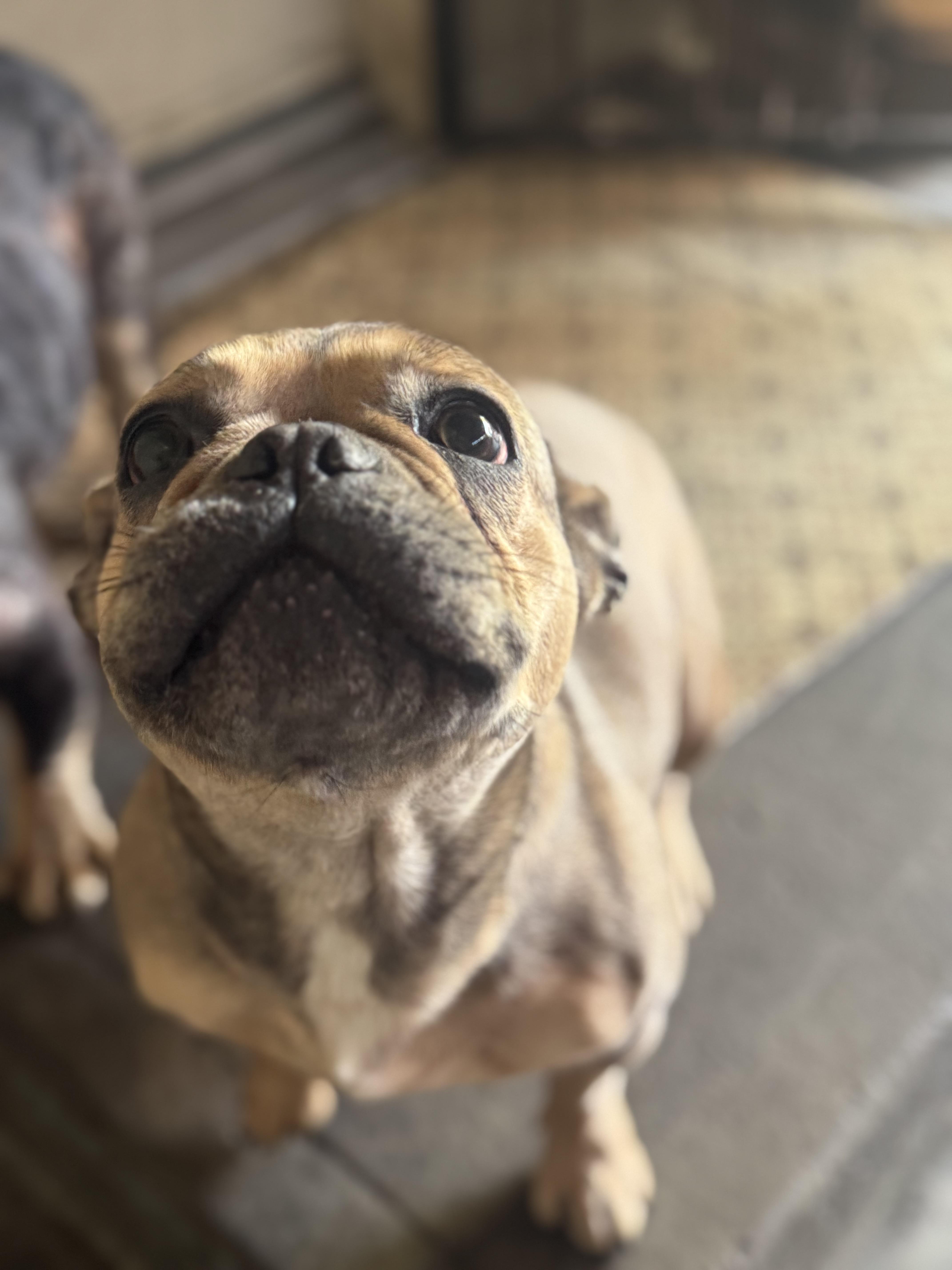 Xena, a Adoptable French Bulldog in Los Angeles, CA image 2/4