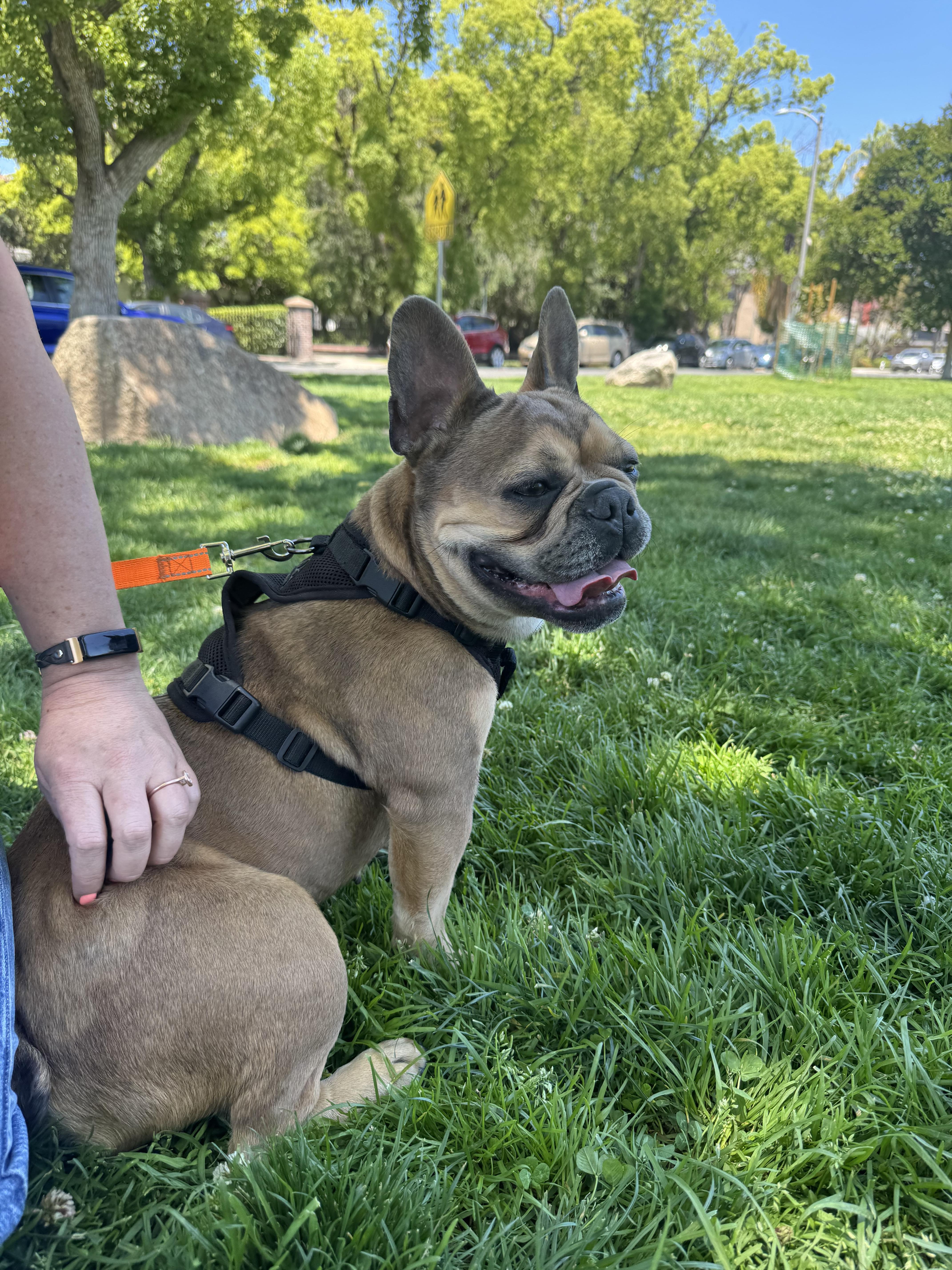 Xena, a Adoptable French Bulldog in Los Angeles, CA image 3/4