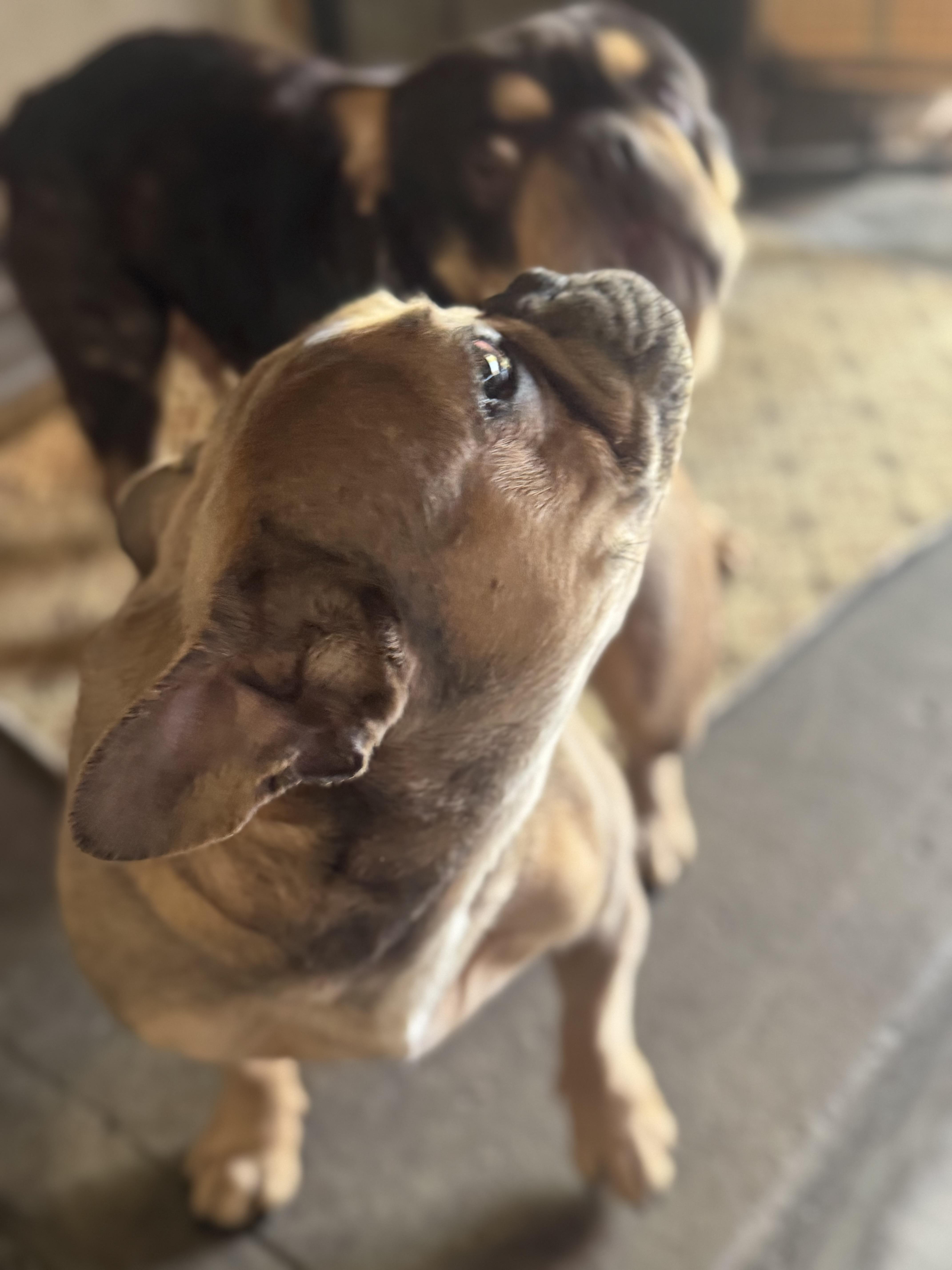 Xena, a Adoptable French Bulldog in Los Angeles, CA image 4/4