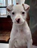 Ghost, ADOPTABLE, Puppy Male Hound.
