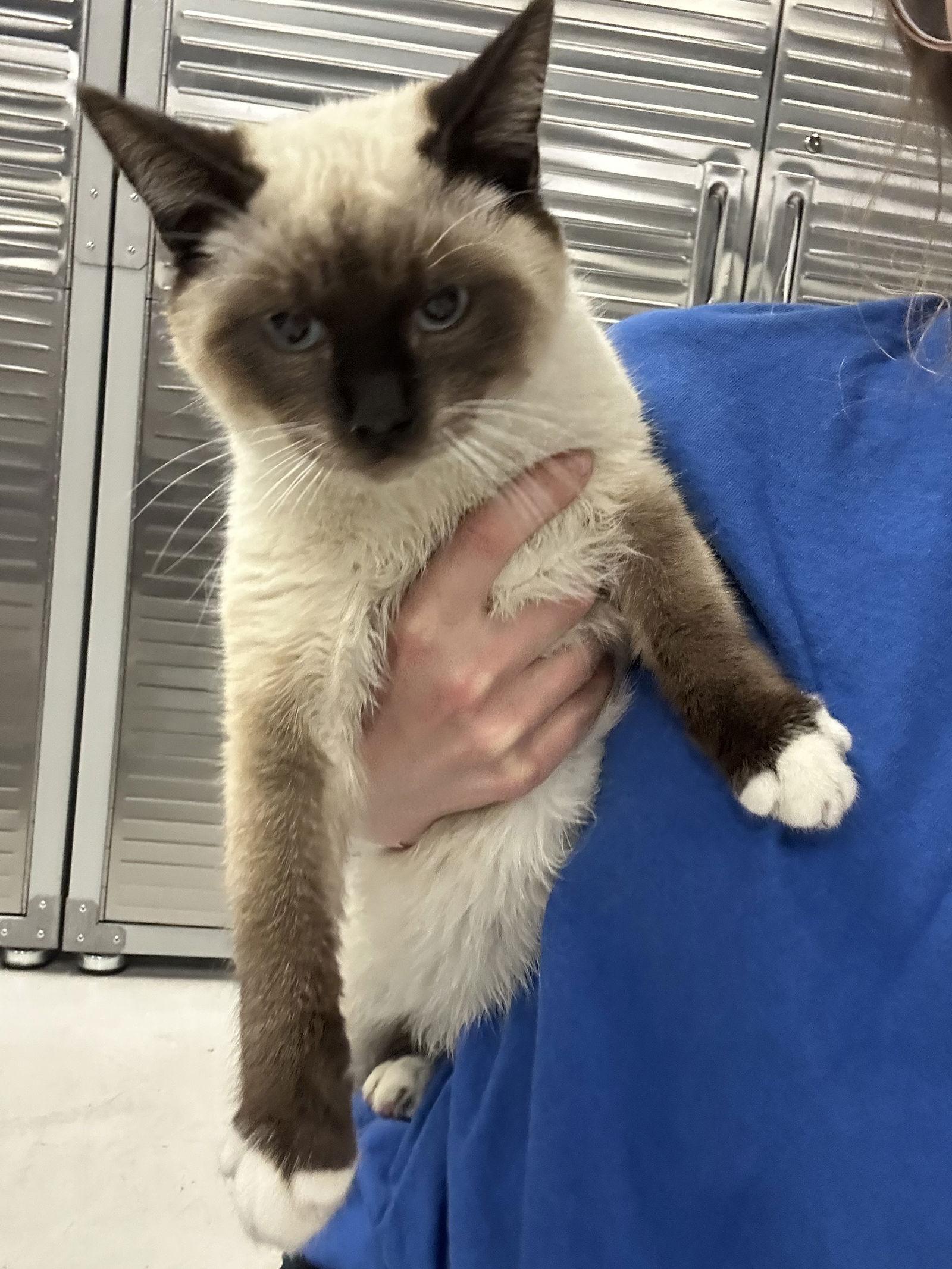 Enlarge Carmelo ( BC), a Adopted Siamese in Vacaville, CA image 1/2