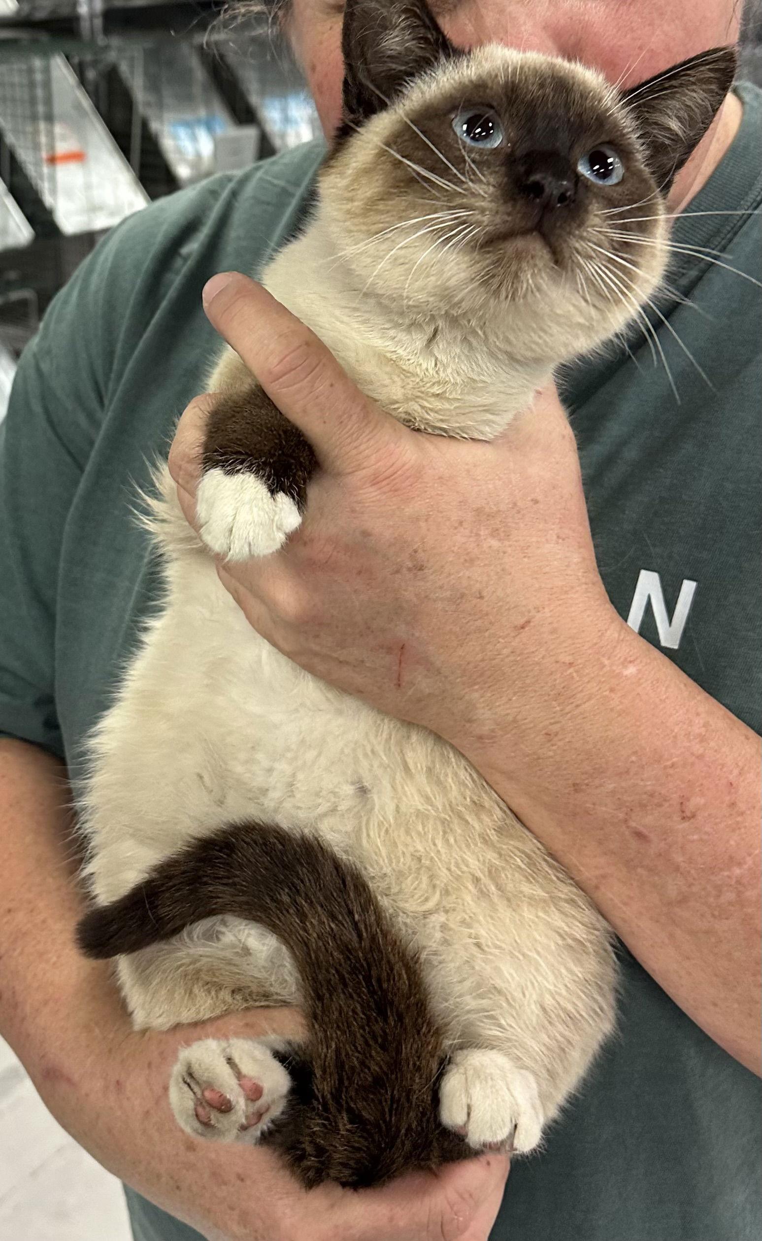 Enlarge Carmelo ( BC), a Adopted Siamese in Vacaville, CA image 2/2