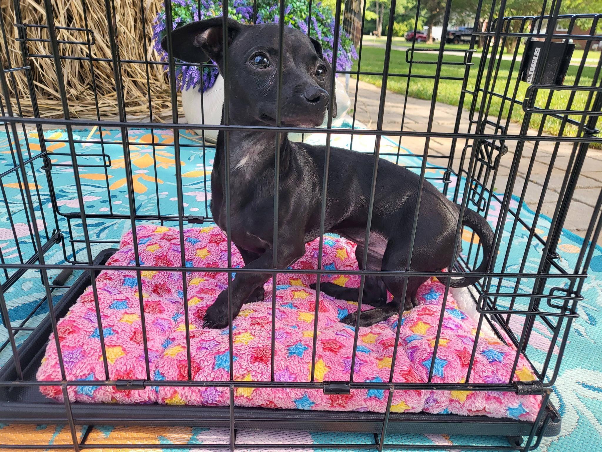 Onyx, a ADOPTABLE Chiweenie in Salisbury, NC image 2/4