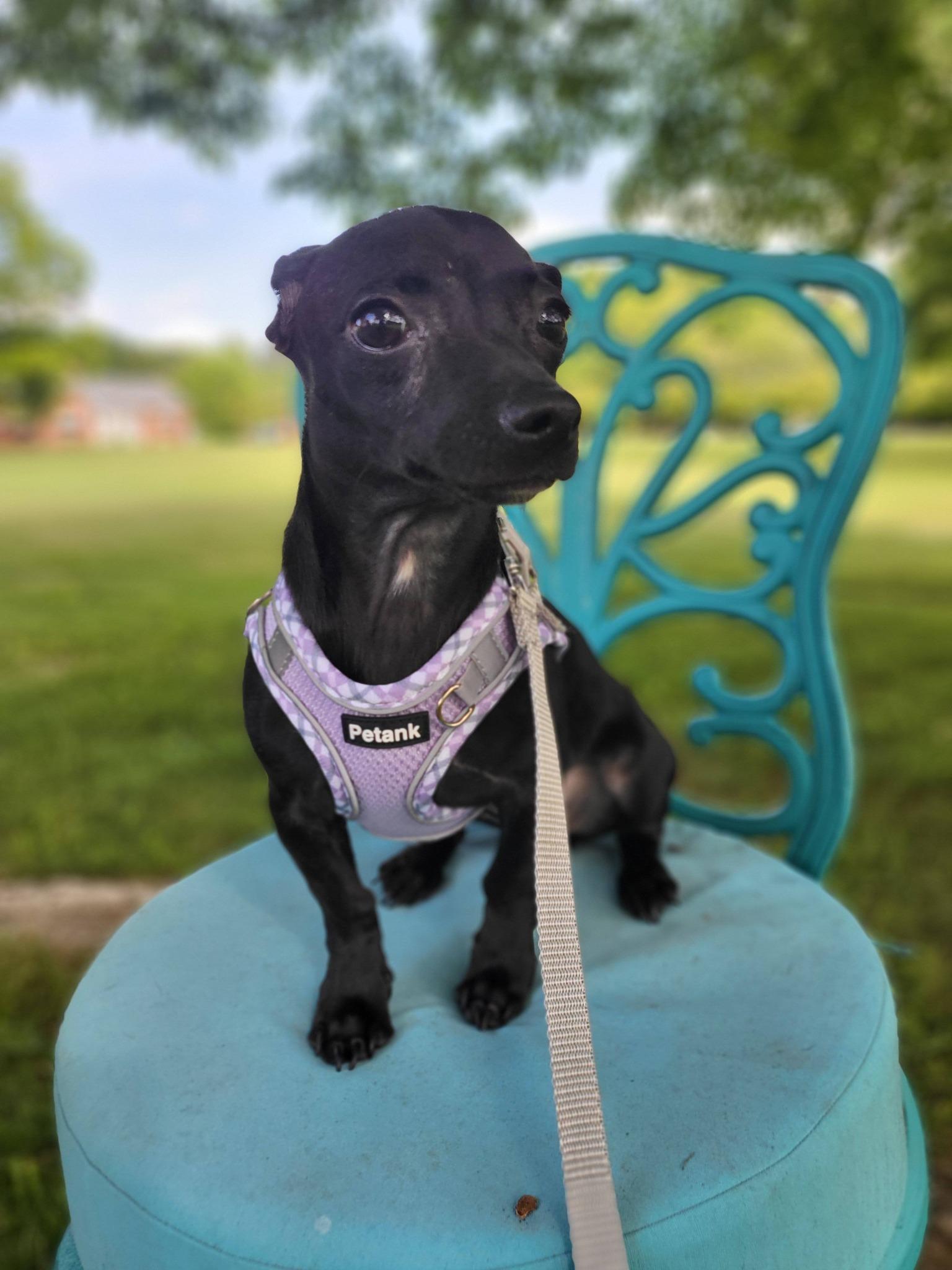 Onyx, a ADOPTABLE Chiweenie in Salisbury, NC image 4/4