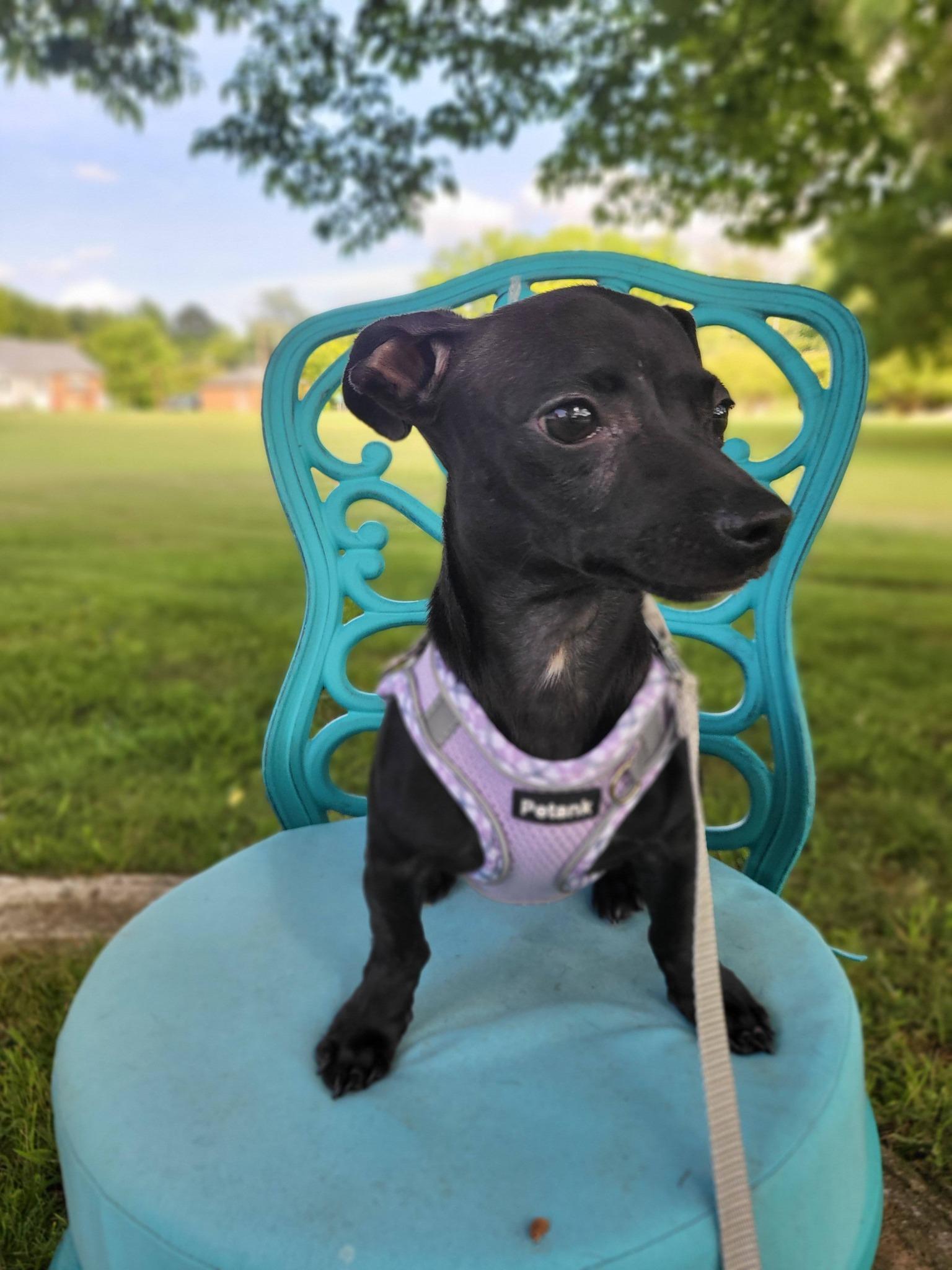 Onyx, a ADOPTABLE Chiweenie in Salisbury, NC image 3/4