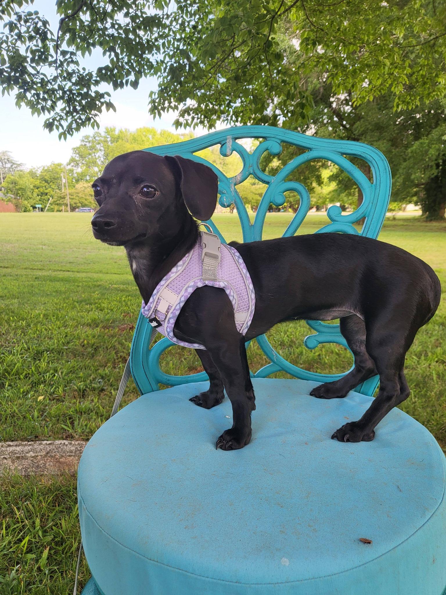 Onyx, ADOPTABLE, Young Female Chiweenie.
