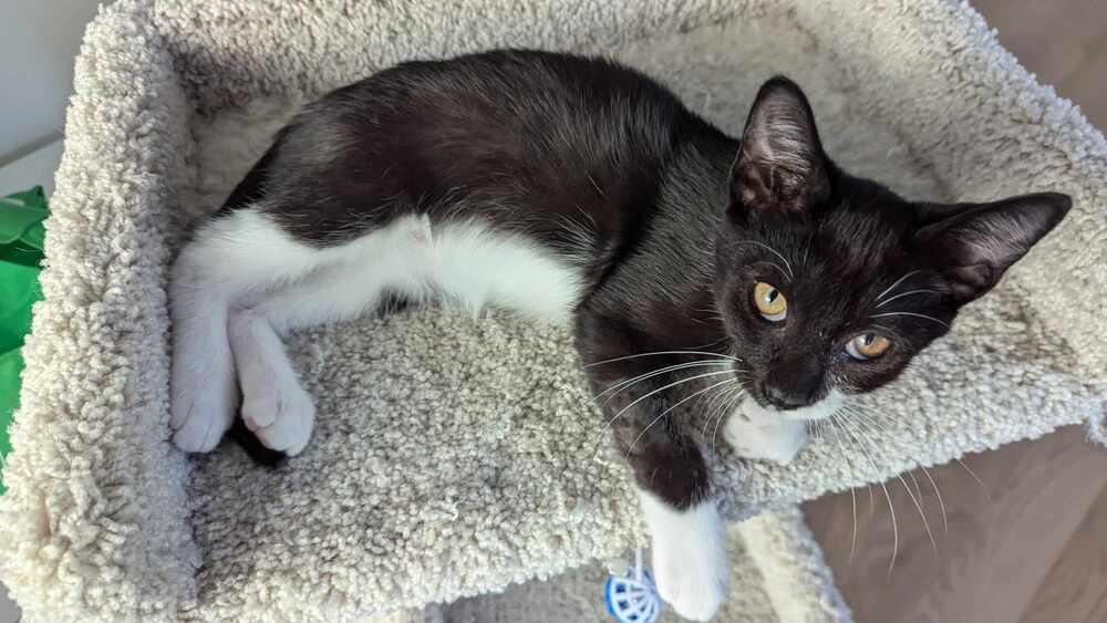 Enlarge Sam, a Adoptable Domestic Short Hair in Homer Glen, IL image 1/3