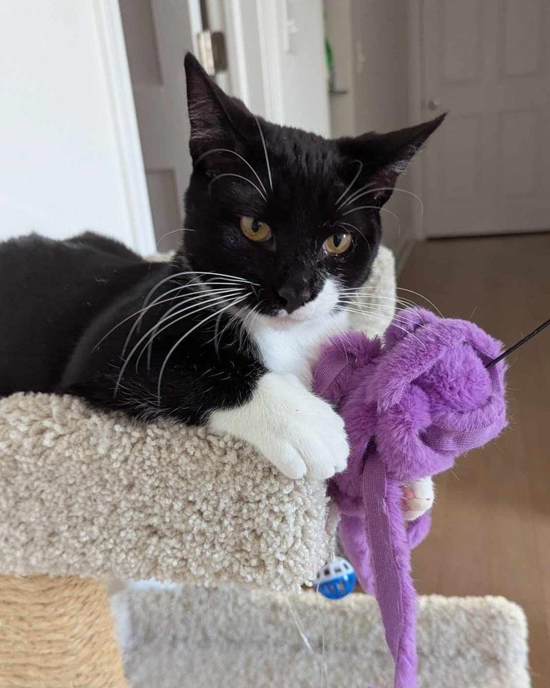 Enlarge Sam, a Adoptable Domestic Short Hair in Homer Glen, IL image 2/3