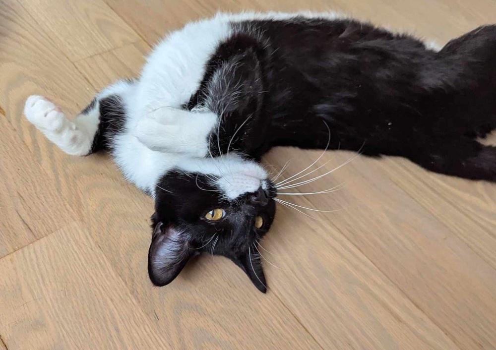 Sam, Adoptable, Kitten Female Domestic Short Hair.