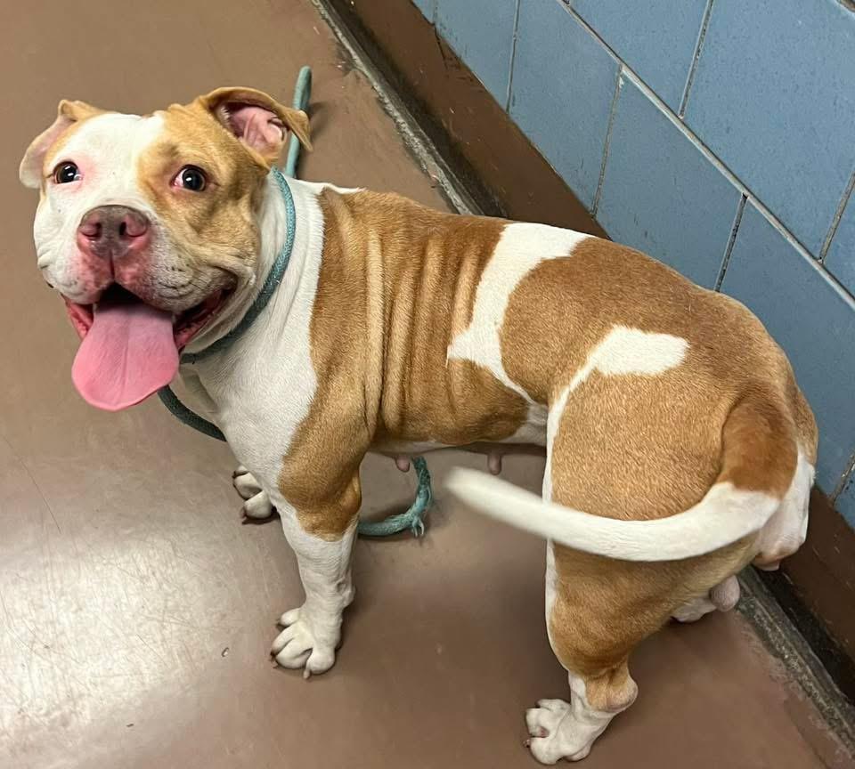 Daria, a ADOPTABLE Pit Bull Terrier in Chicago, IL image 3/5