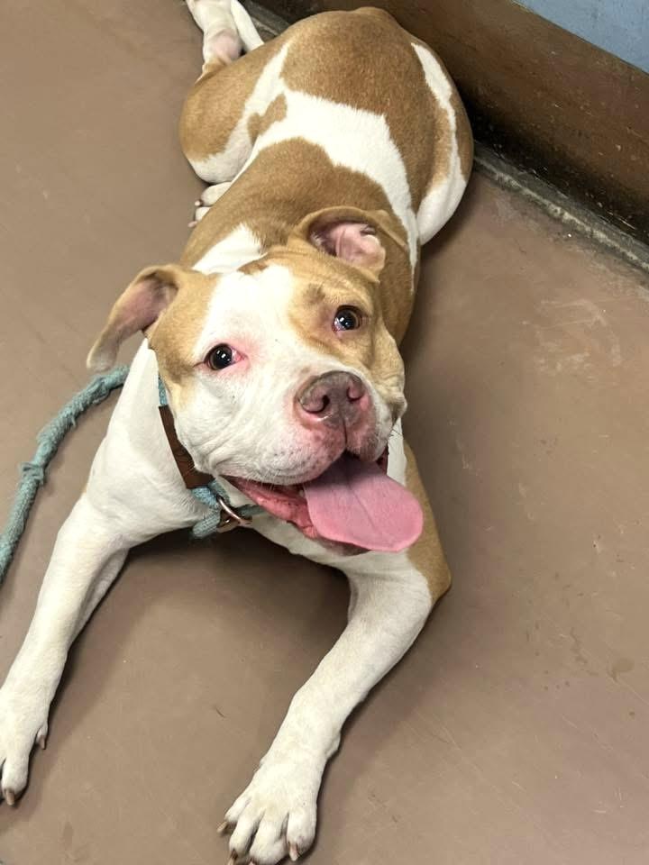 Daria, a ADOPTABLE Pit Bull Terrier in Chicago, IL image 2/5