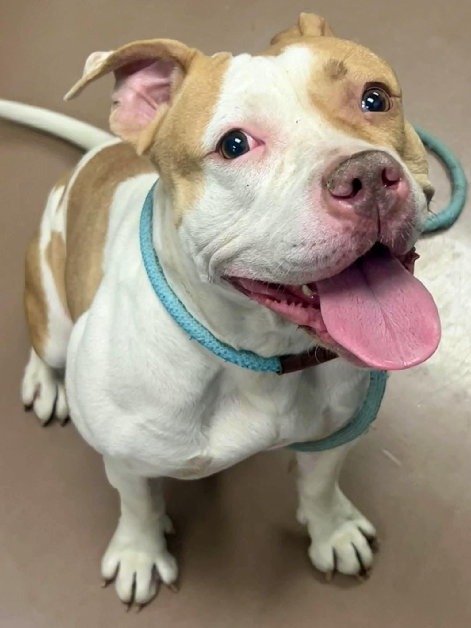 Daria, a ADOPTABLE Pit Bull Terrier in Chicago, IL image 1/5