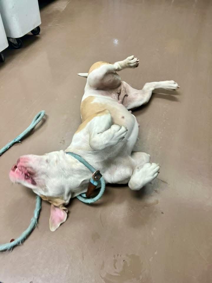 Daria, a ADOPTABLE Pit Bull Terrier in Chicago, IL image 4/5