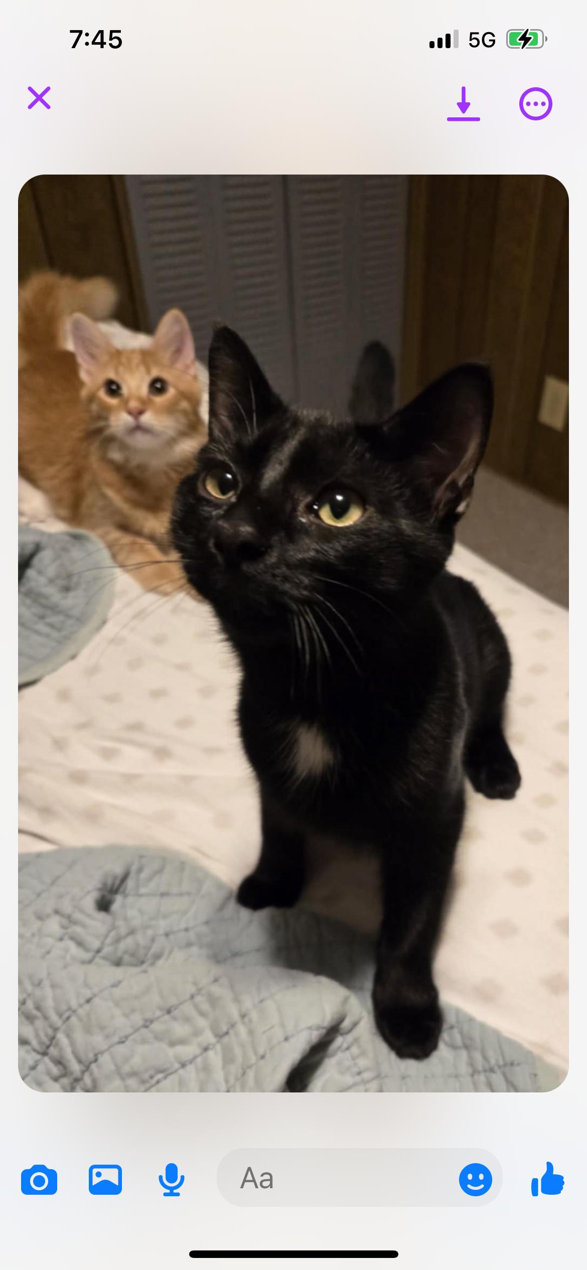 Cat for adoption Poppy, a Domestic Short Hair in Daytona Beach, FL