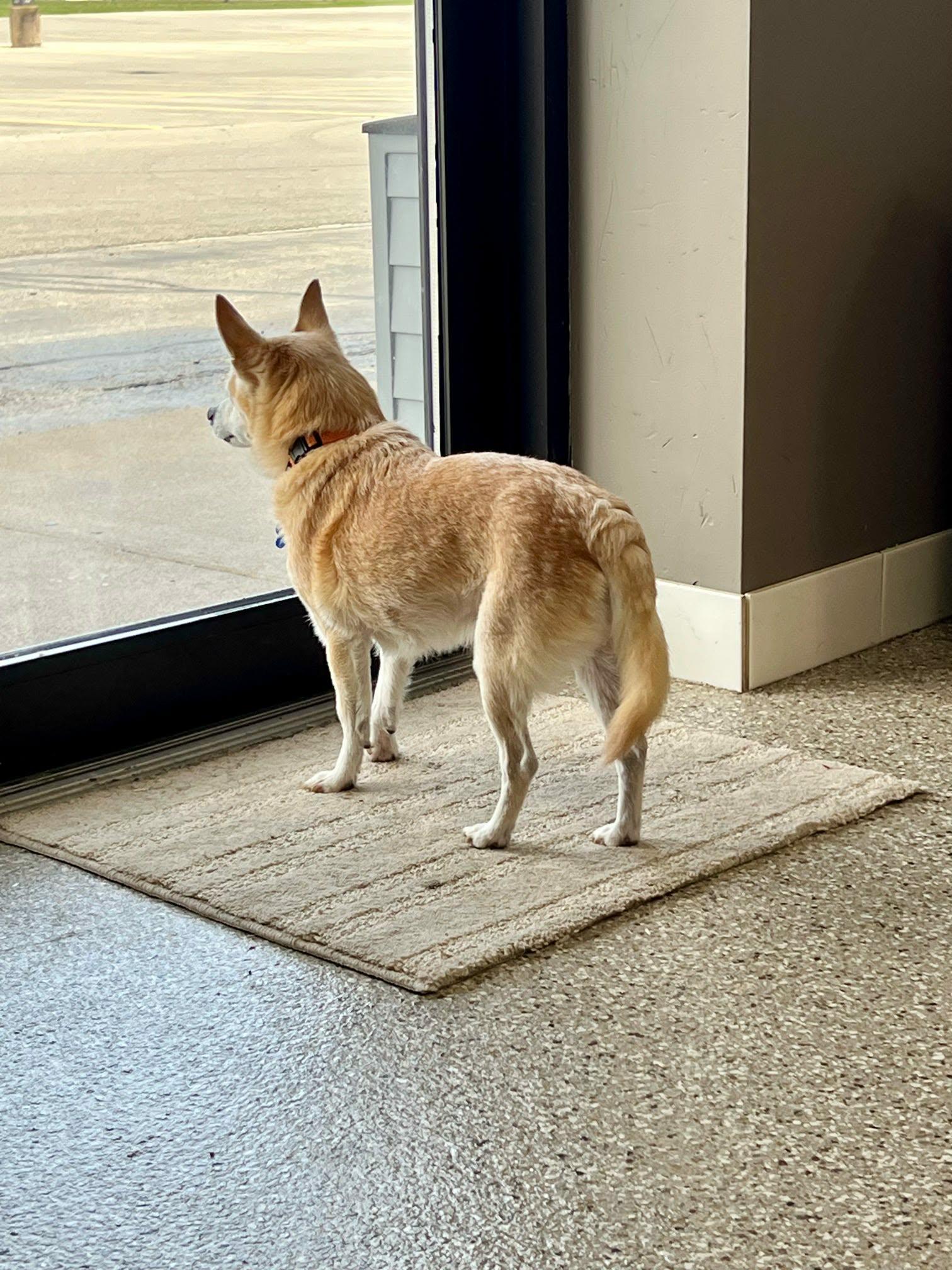Roscoe, a ADOPTABLE mixed breed in De Pere, WI image 4/5