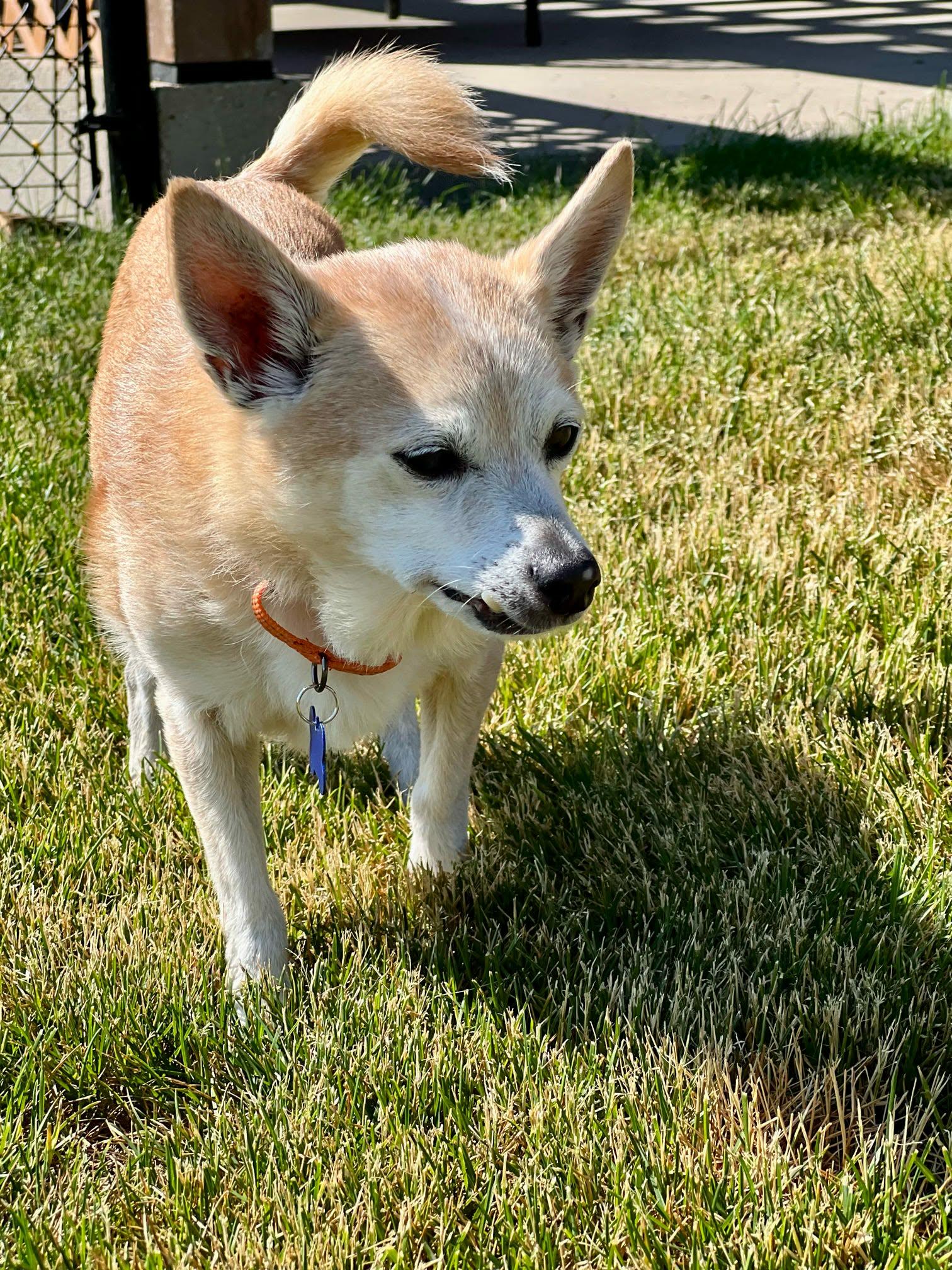 Roscoe, a ADOPTABLE mixed breed in De Pere, WI image 3/5