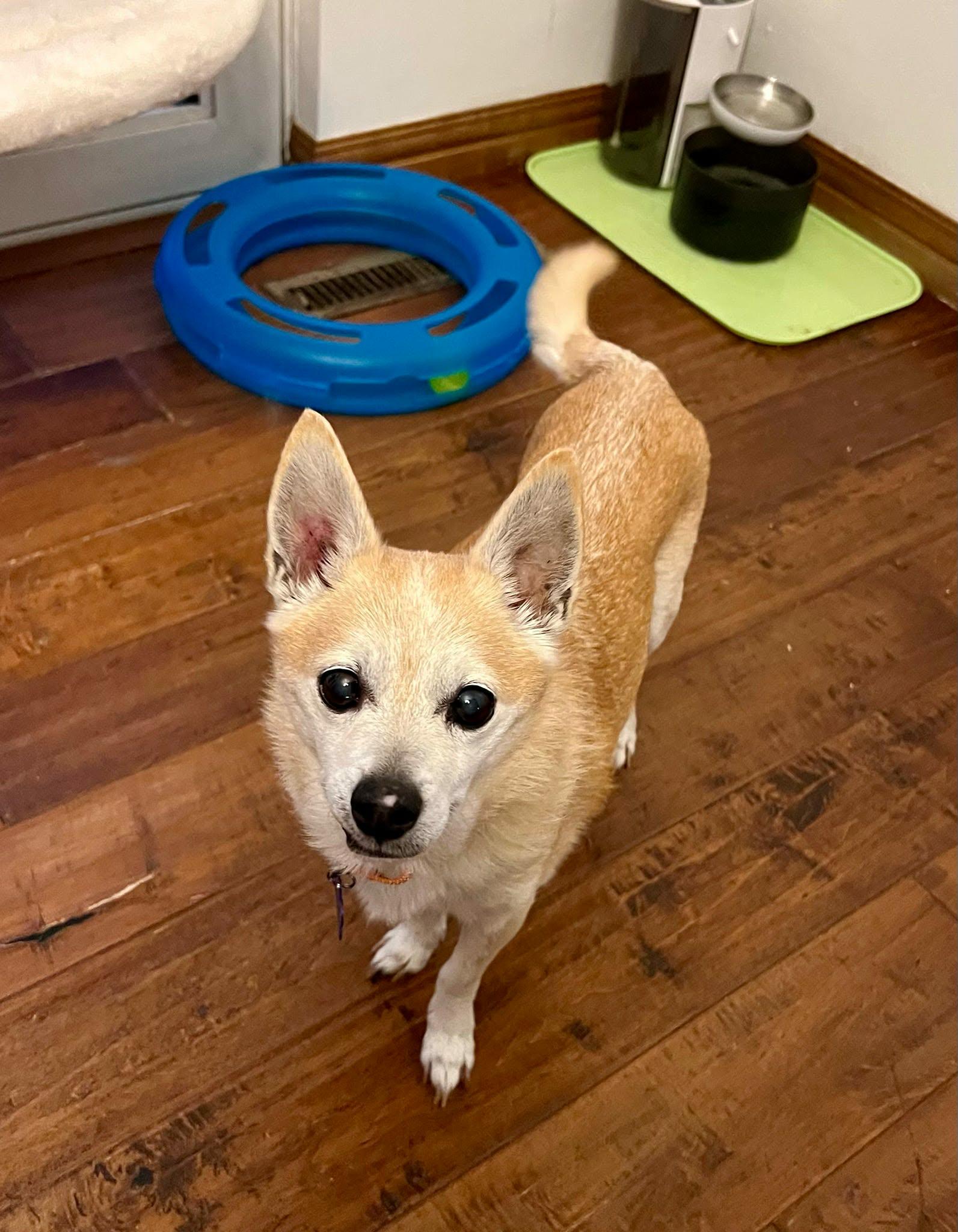 Roscoe, ADOPTABLE, Senior Male Chihuahua.