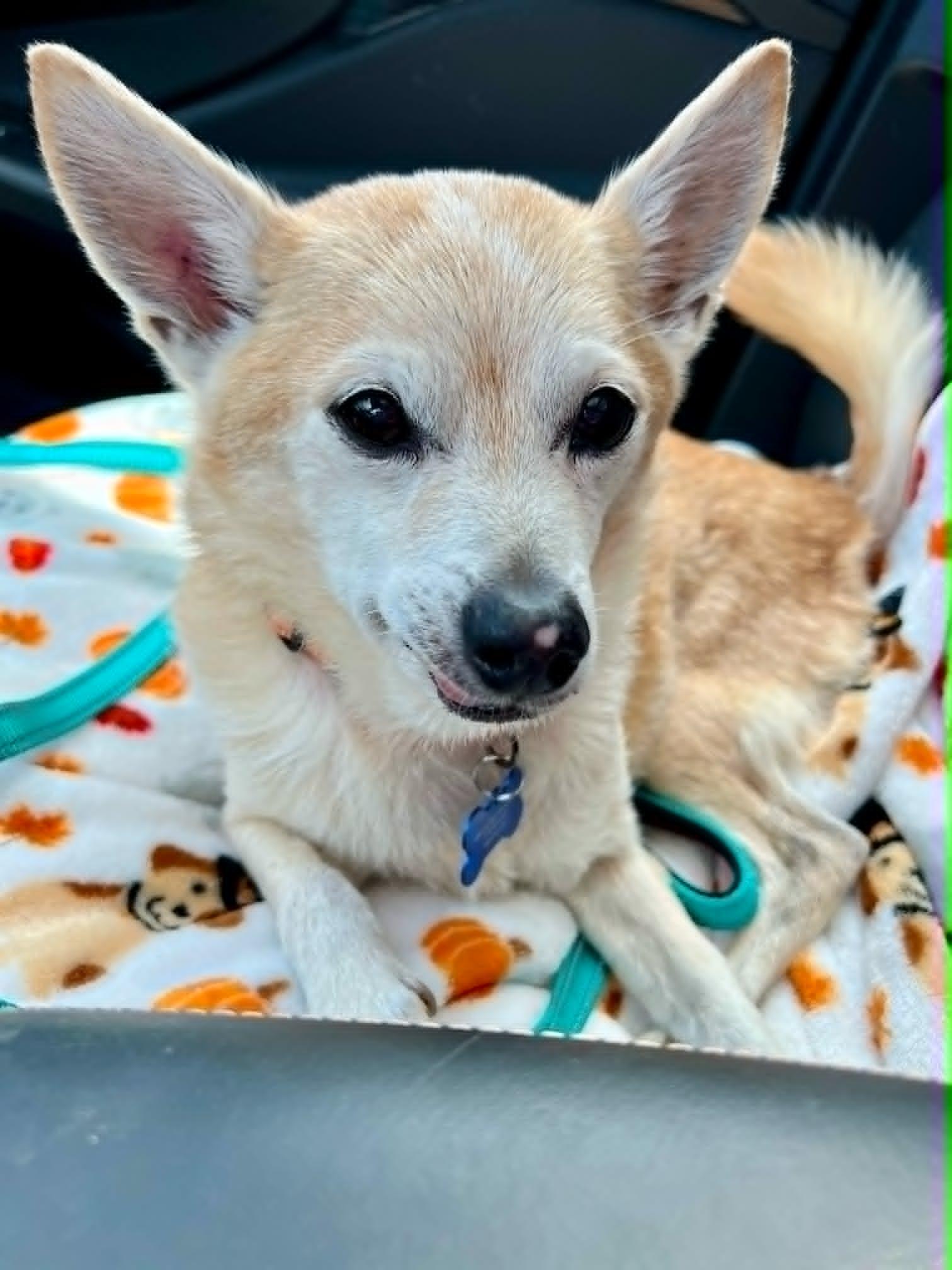 Roscoe, a ADOPTABLE mixed breed in De Pere, WI image 5/5