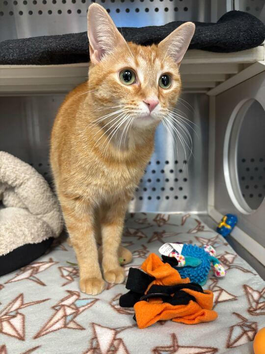 Enlarge Foofa, an adopted mixed breed in Jackson, MI image 3/4