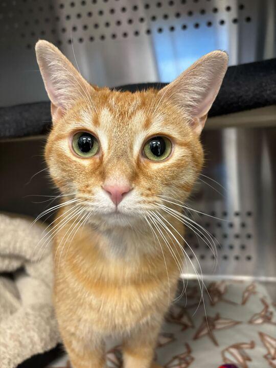 Enlarge Foofa, an adopted mixed breed in Jackson, MI image 1/4