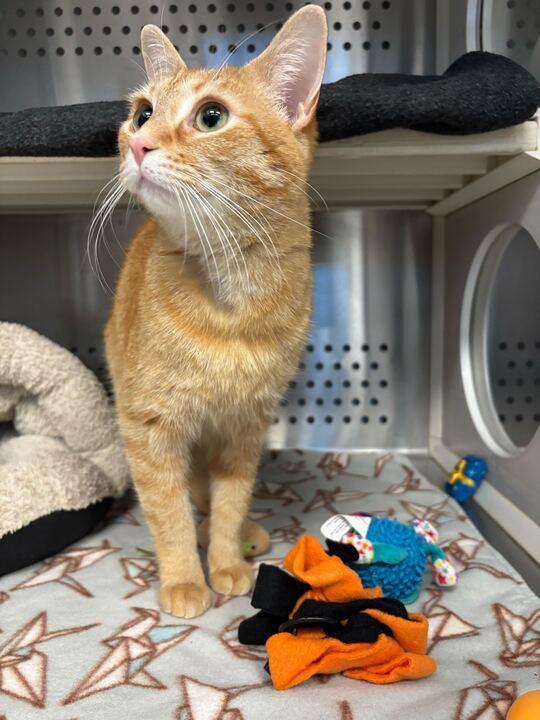 Enlarge Foofa, an adopted mixed breed in Jackson, MI image 4/4