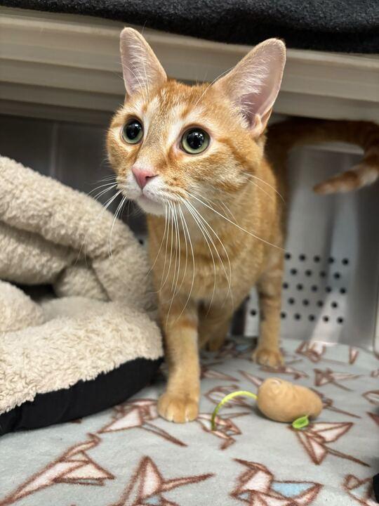 Enlarge Foofa, an adopted mixed breed in Jackson, MI image 2/4