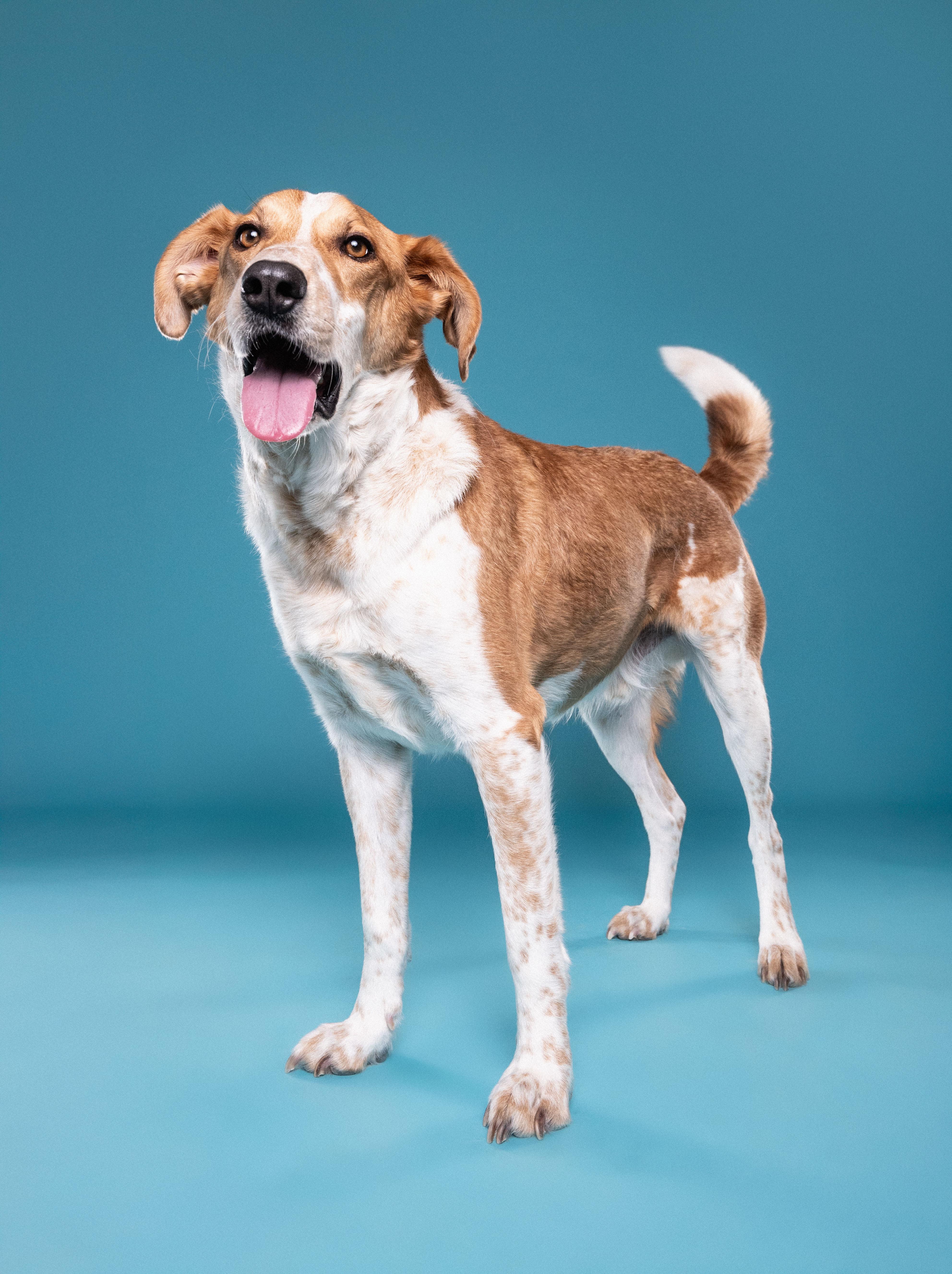 Enlarge Dexter, a Adoptable mixed breed in Mississauga, ON image 2/5