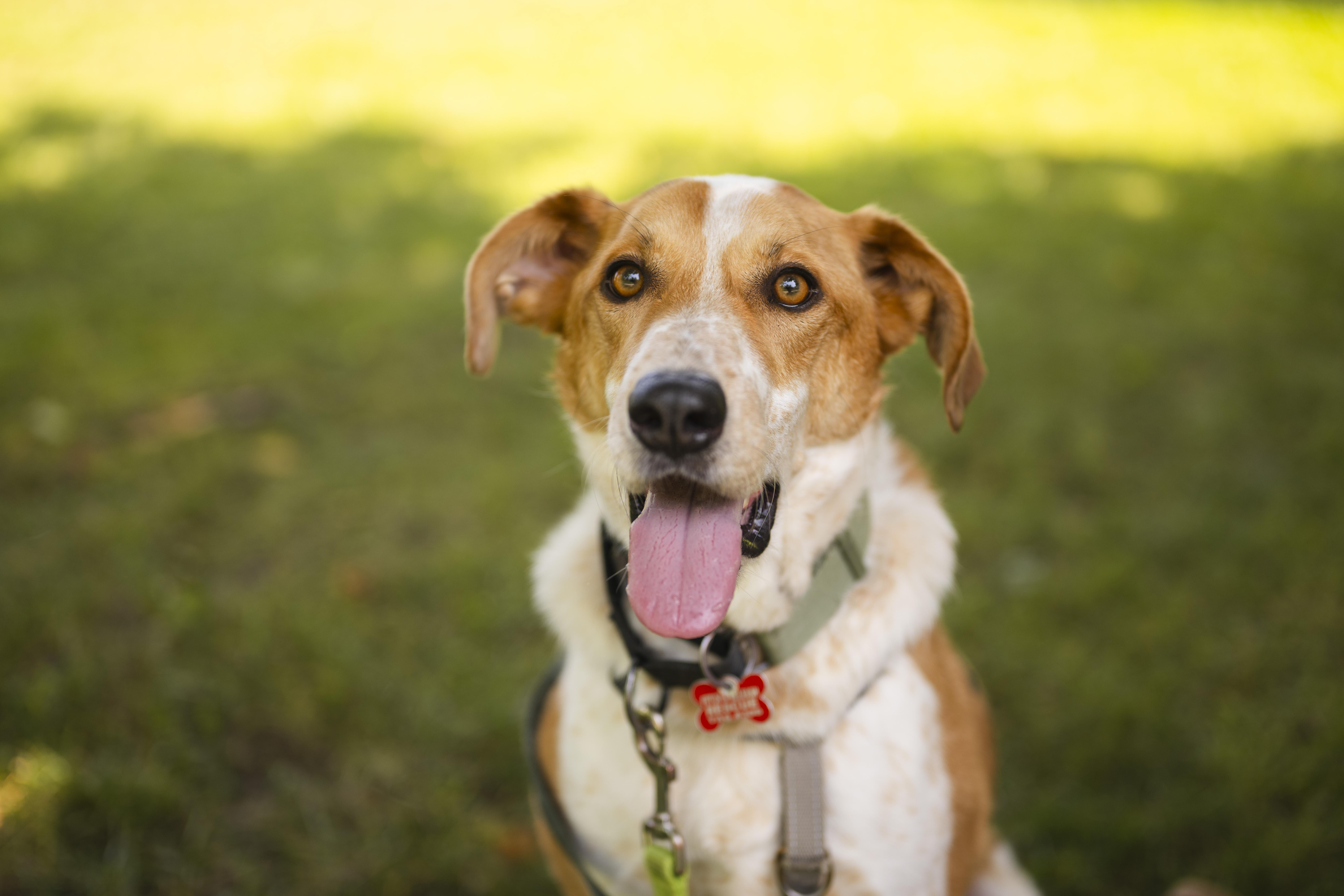 Enlarge Dexter, a Adoptable mixed breed in Mississauga, ON image 3/5