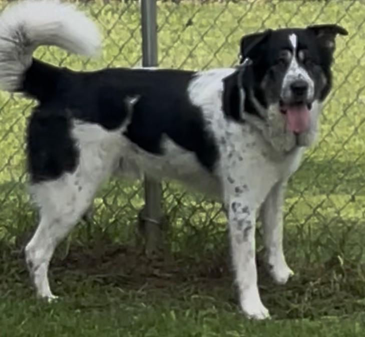 Tank, an adoptable Australian Shepherd in Ontonagon, MI, 49953 | Photo Image 1