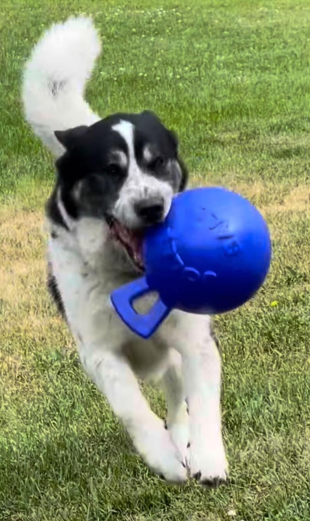 Tank, an adoptable Australian Shepherd in Ontonagon, MI, 49953 | Photo Image 2