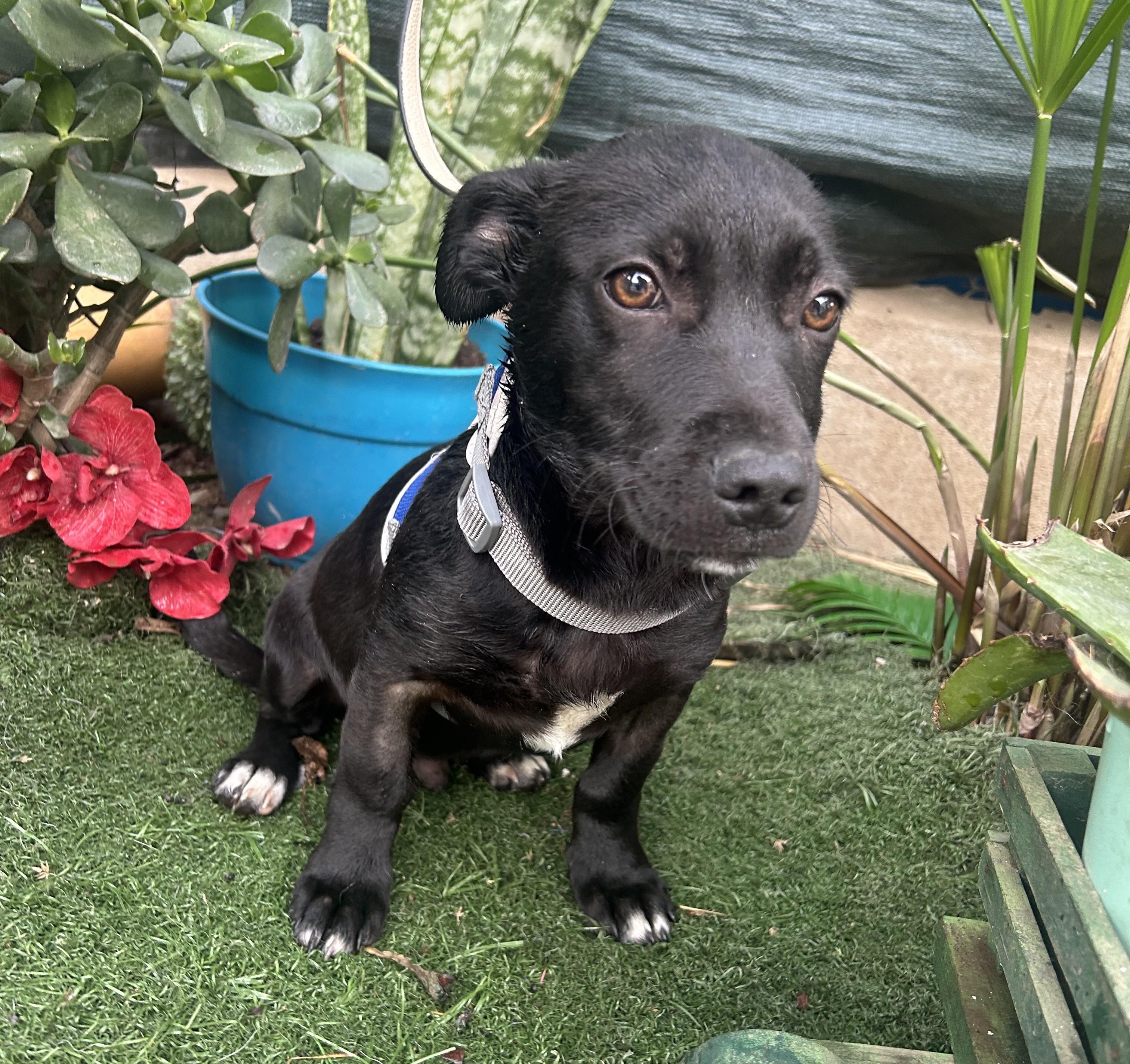 JACK, a ADOPTABLE mixed breed in Bell Gardens, CA image 3/6