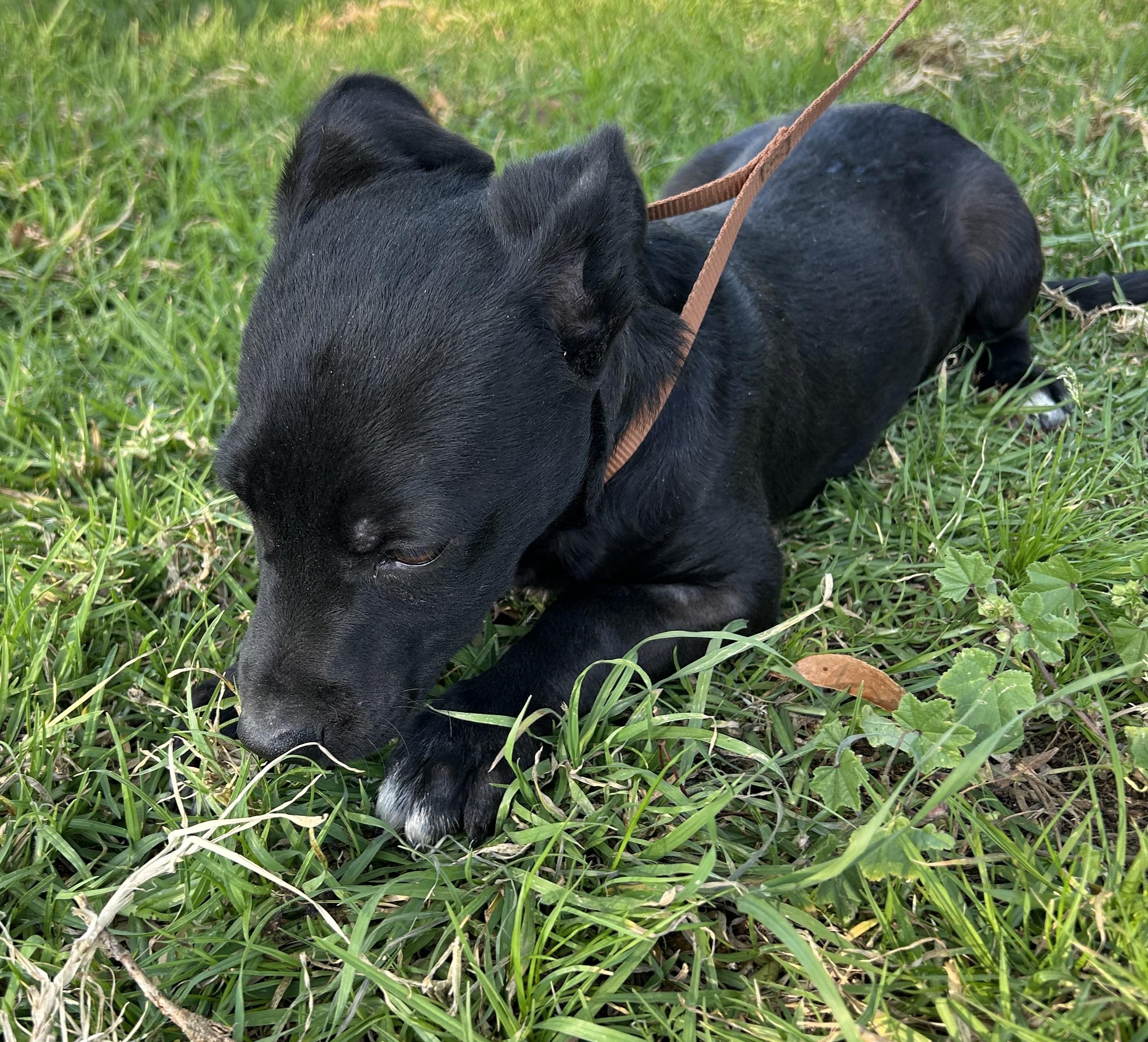 JACK, a ADOPTABLE mixed breed in Bell Gardens, CA image 4/6