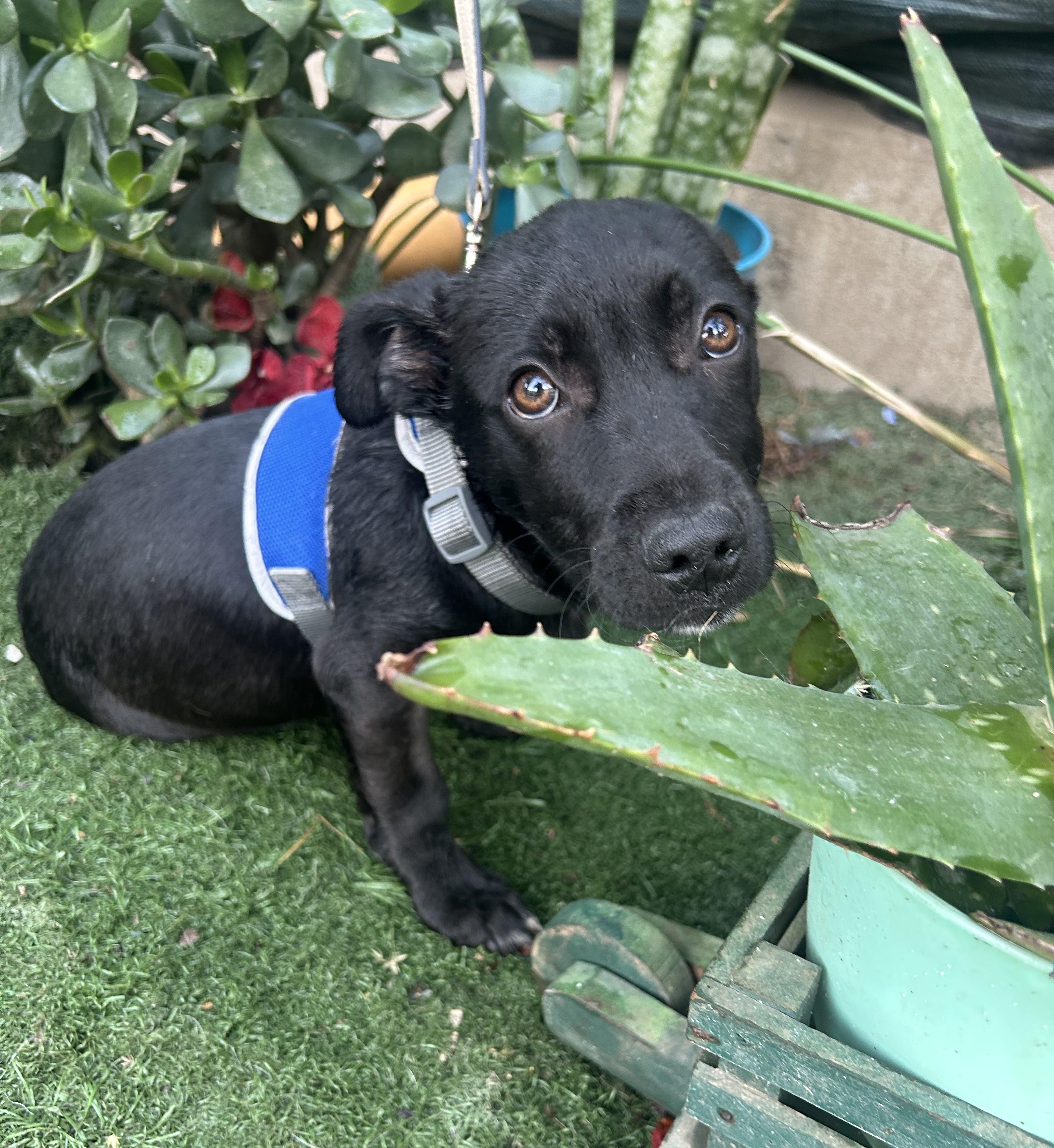 JACK, a ADOPTABLE mixed breed in Bell Gardens, CA image 5/6