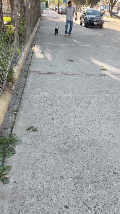 Enlarge JACK, a ADOPTABLE mixed breed in Bell Gardens, CA video 6/6