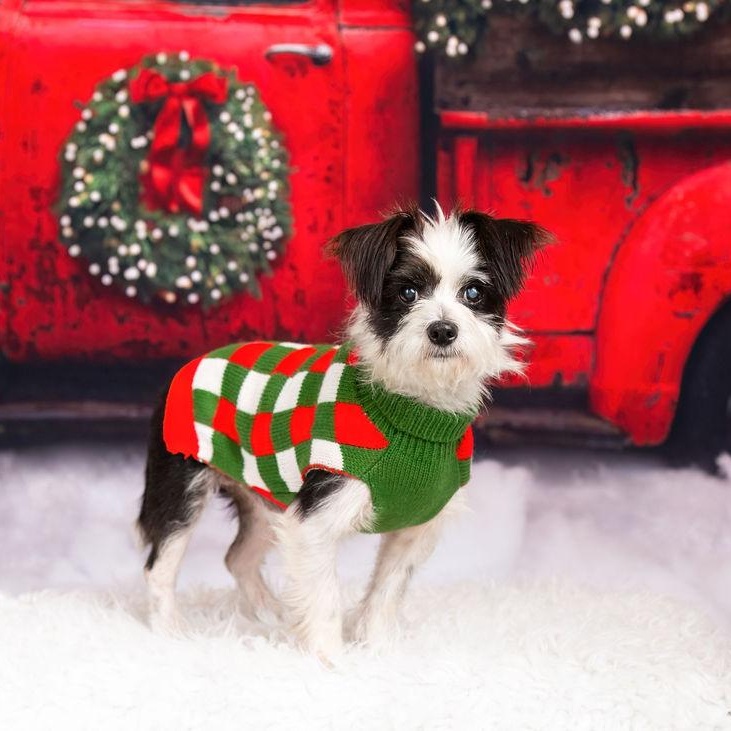 Enlarge LOUIE LOUIE, a Adoptable mixed breed in Dallas, TX image 3/4