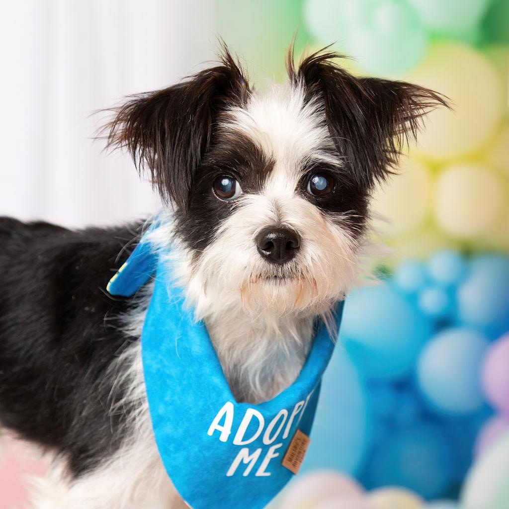 LOUIE LOUIE, Adoptable, Adult Male Maltese & Yorkie Poo.