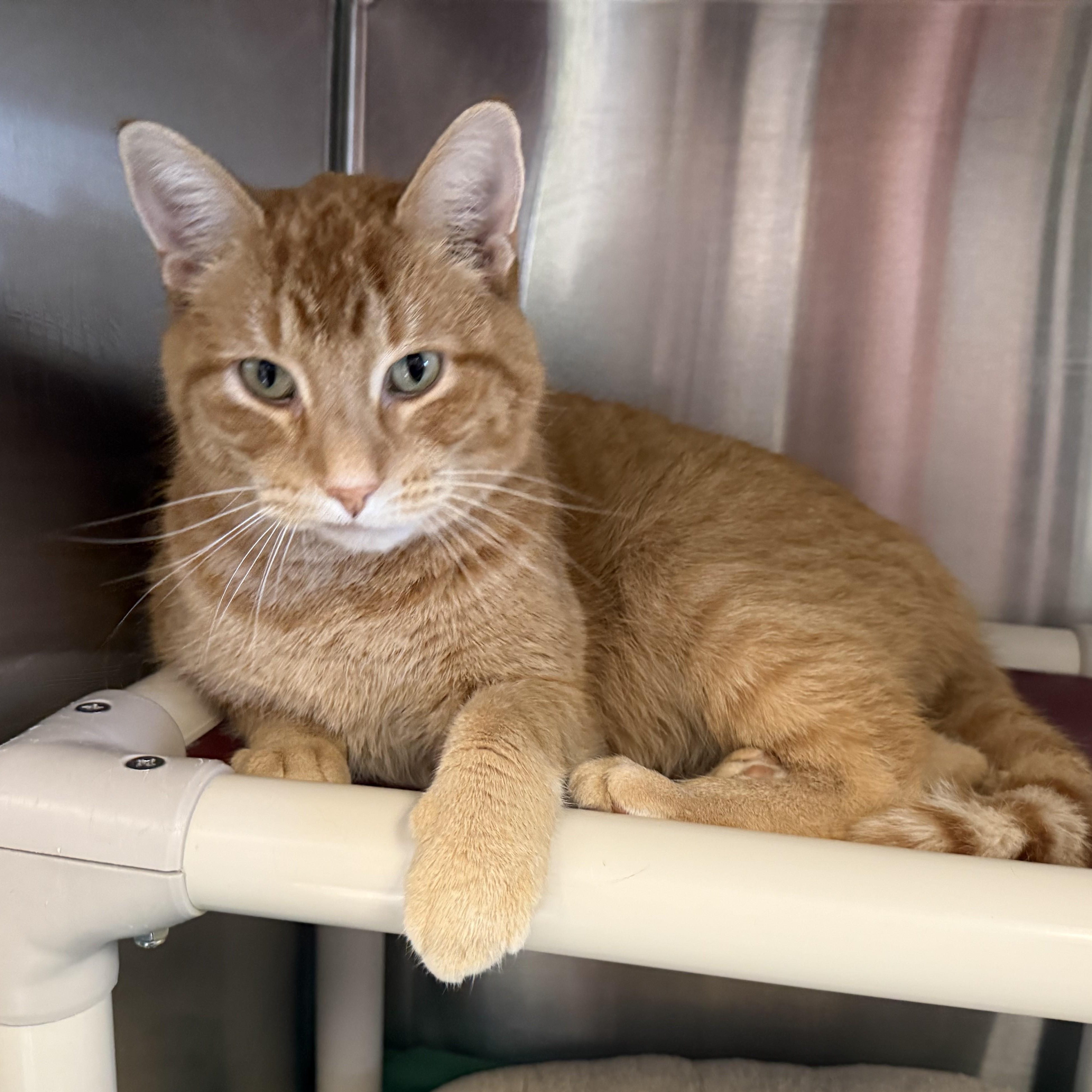 Enlarge MALLOW, an adoptable Domestic Short Hair in La Crescent, MN image 2/6