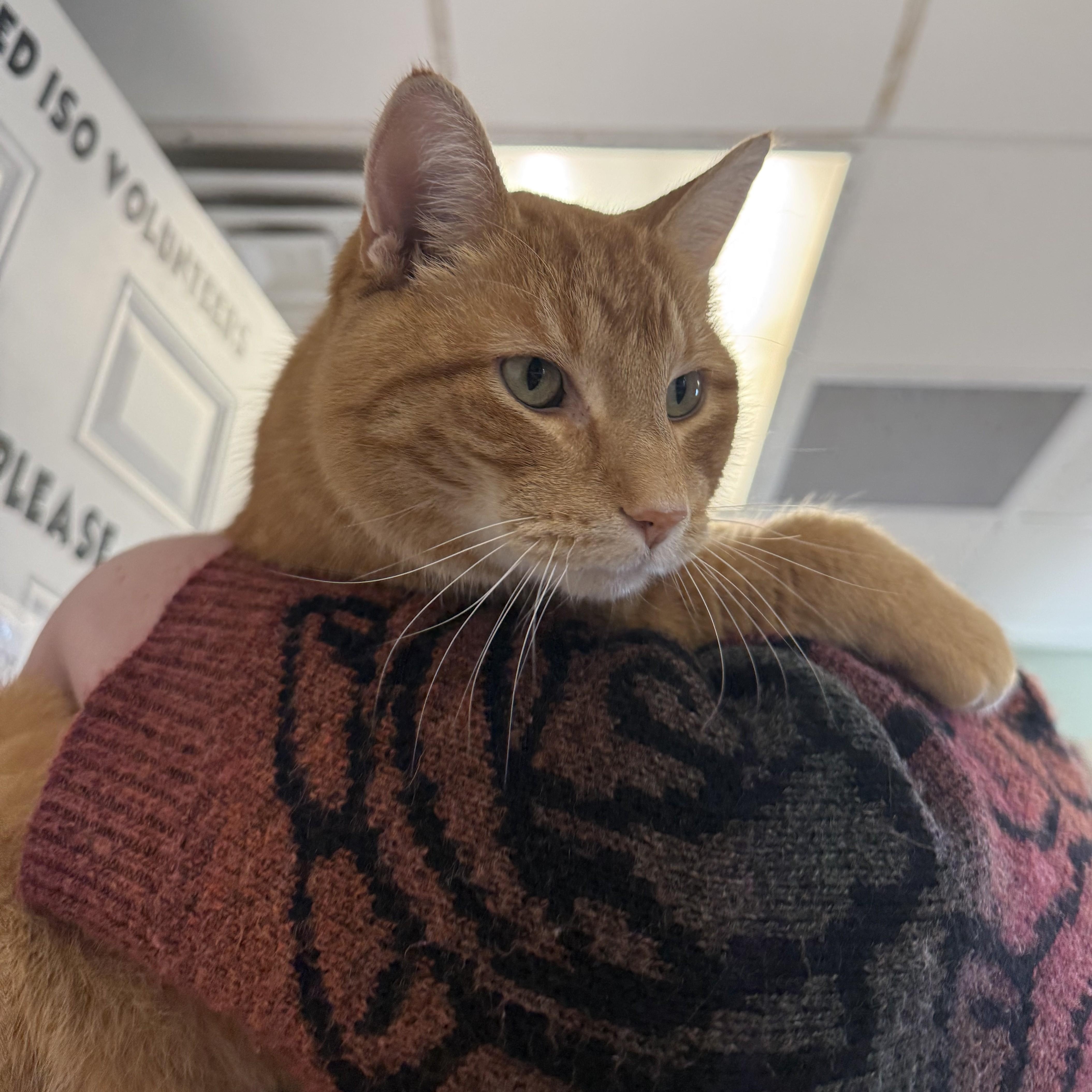 Enlarge MALLOW, an adoptable Domestic Short Hair in La Crescent, MN image 4/6