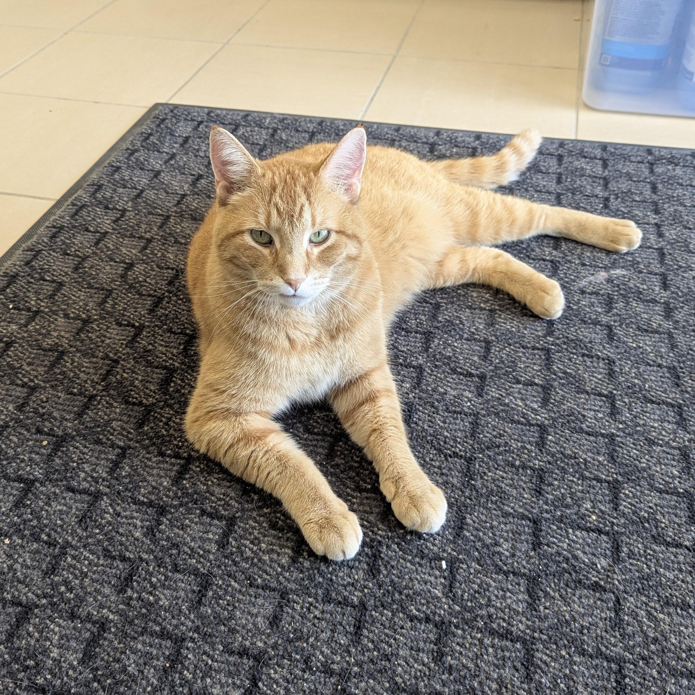 Enlarge MALLOW, an adoptable Domestic Short Hair in La Crescent, MN image 1/6