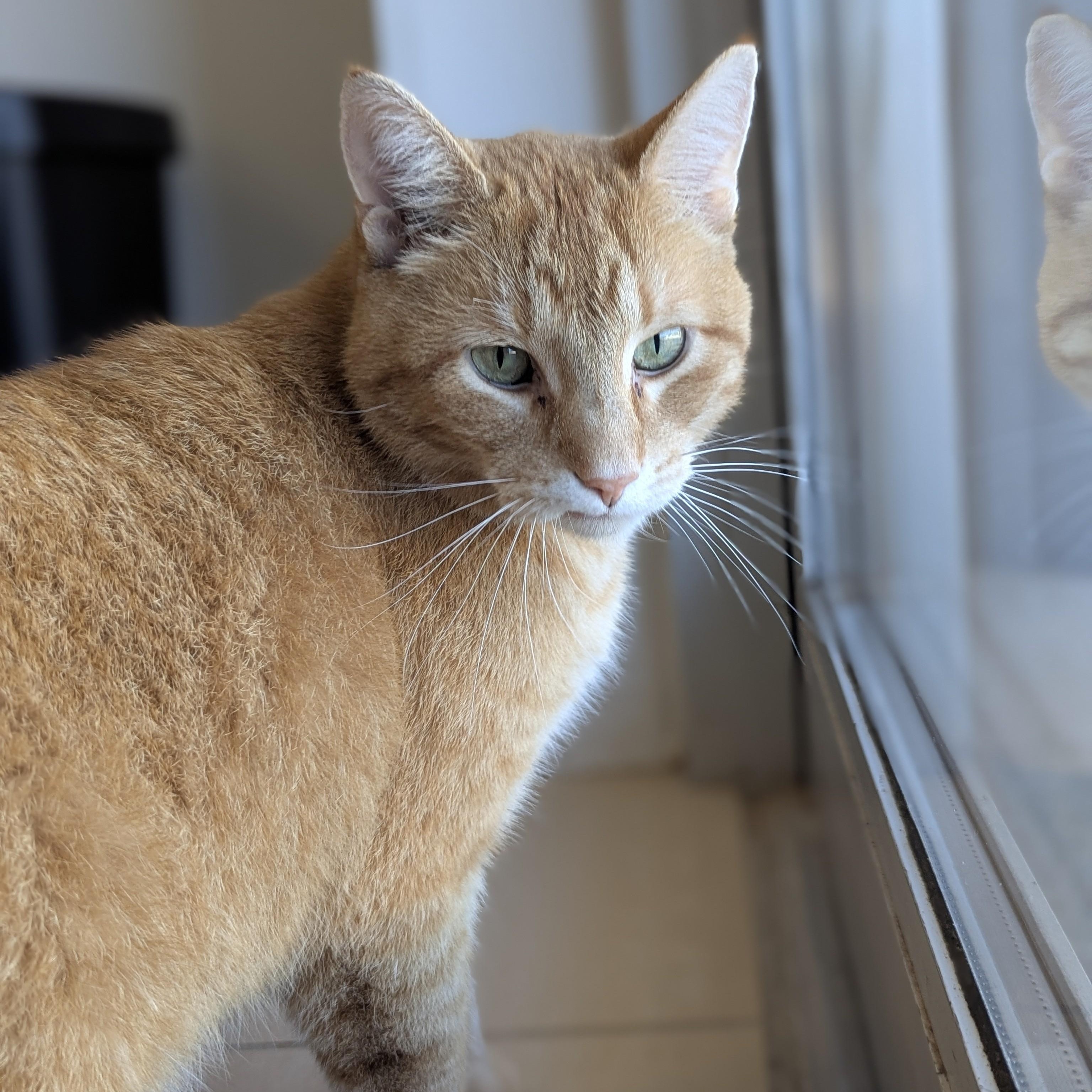 Enlarge MALLOW, an adoptable Domestic Short Hair in La Crescent, MN image 5/6