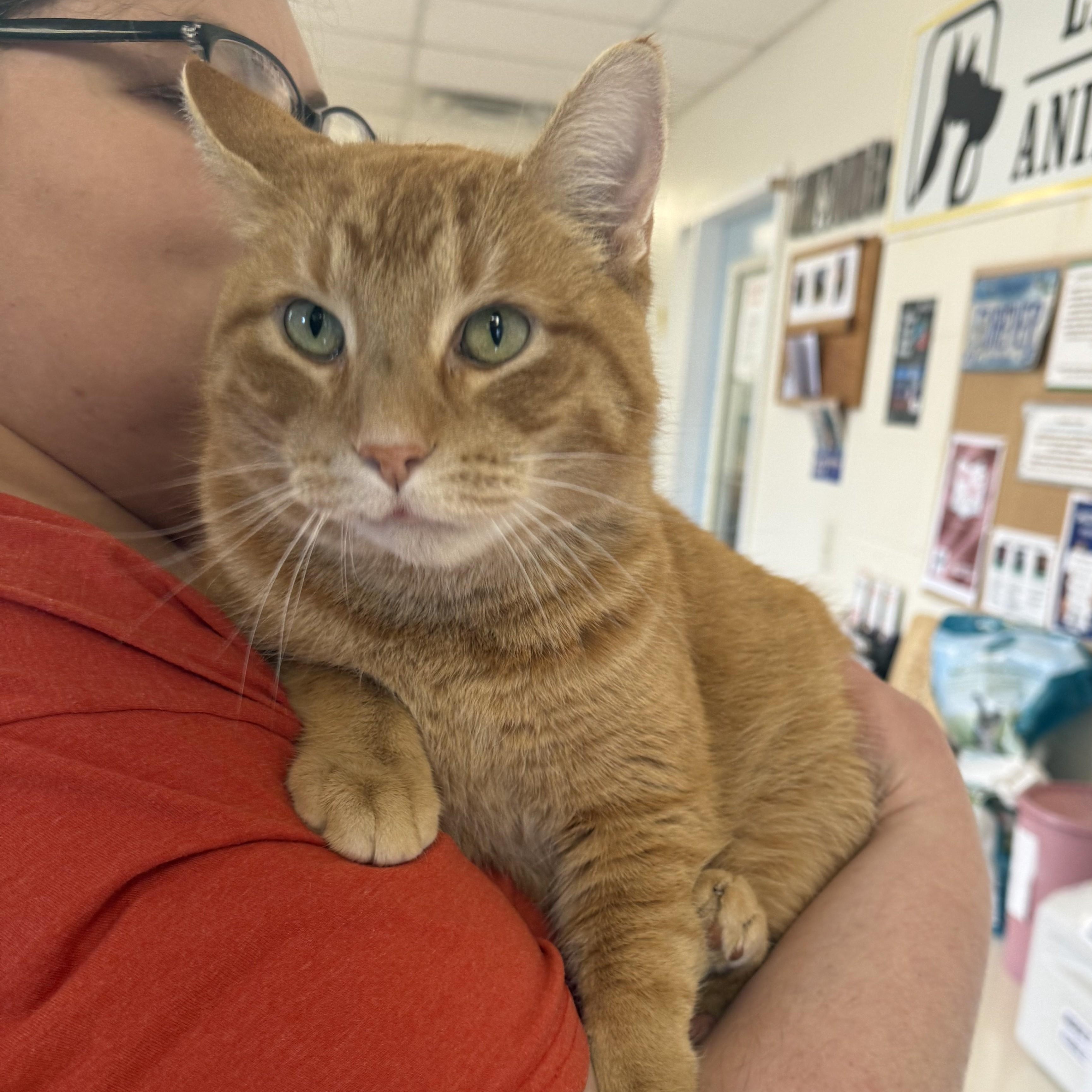 Enlarge MALLOW, an adoptable Domestic Short Hair in La Crescent, MN image 3/6