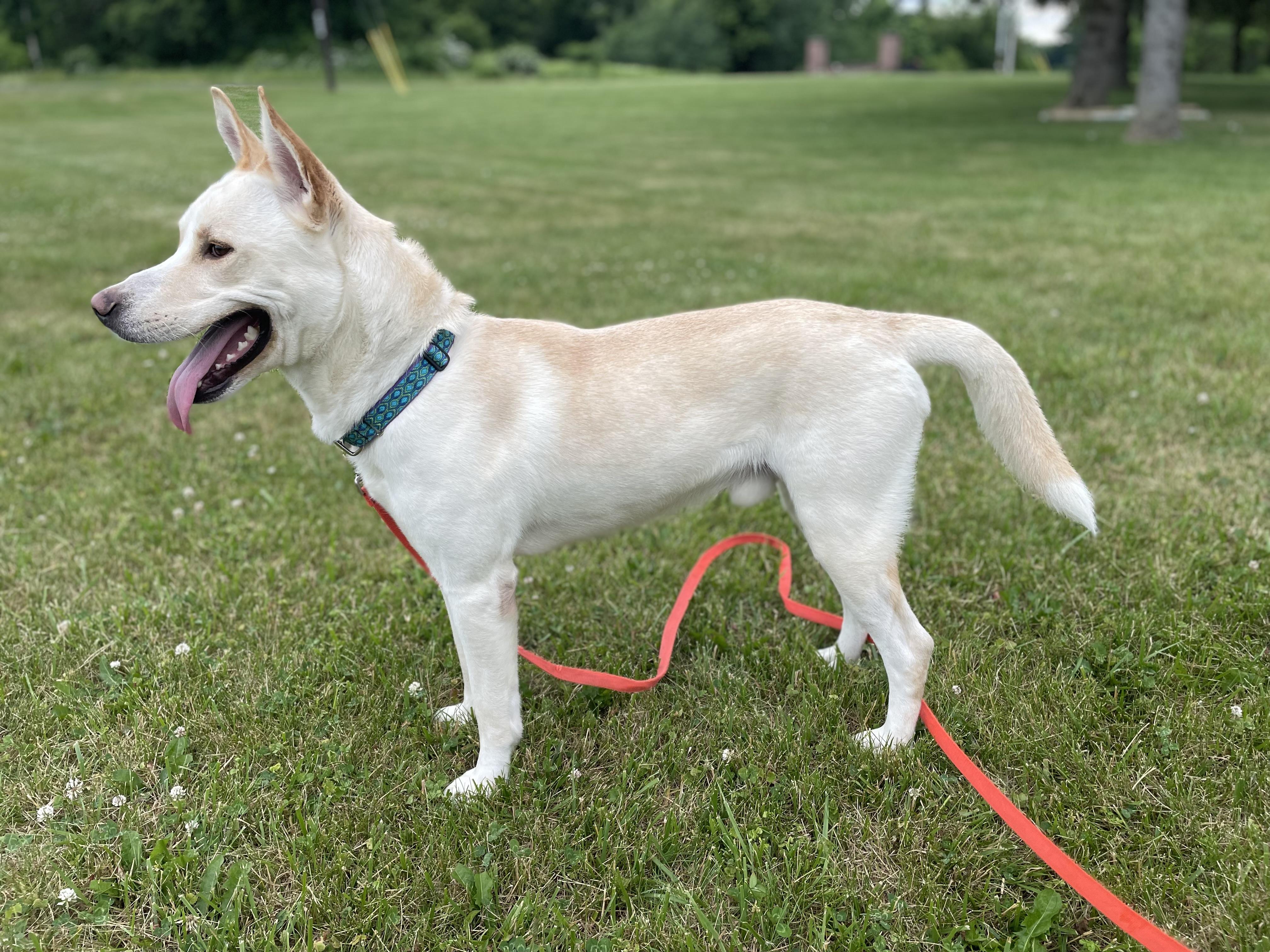 Enlarge Neo, a ADOPTABLE Mixed Breed in Saratoga Springs, NY image 3/4