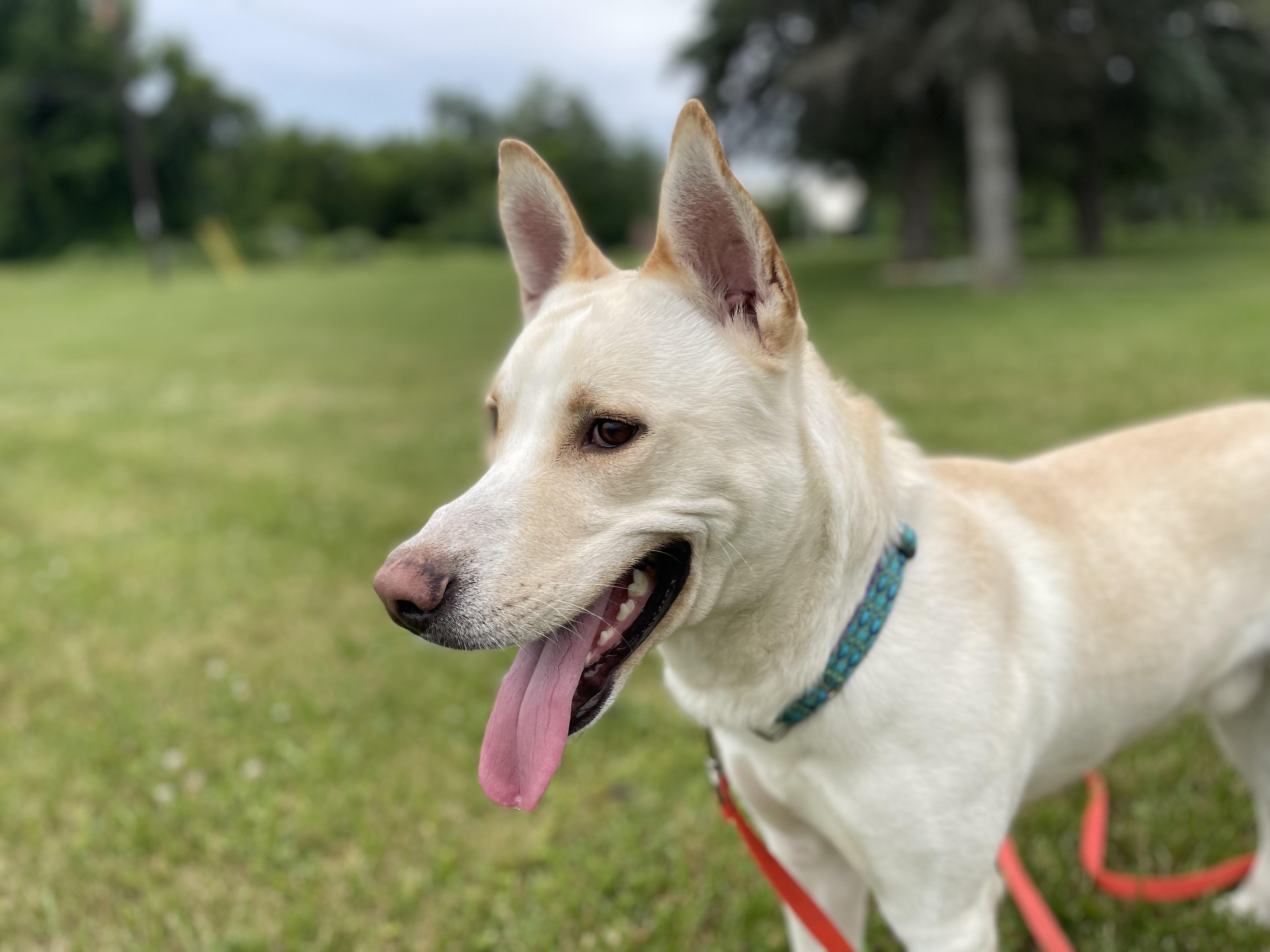 Neo, ADOPTABLE, Adult Male Mixed Breed.
