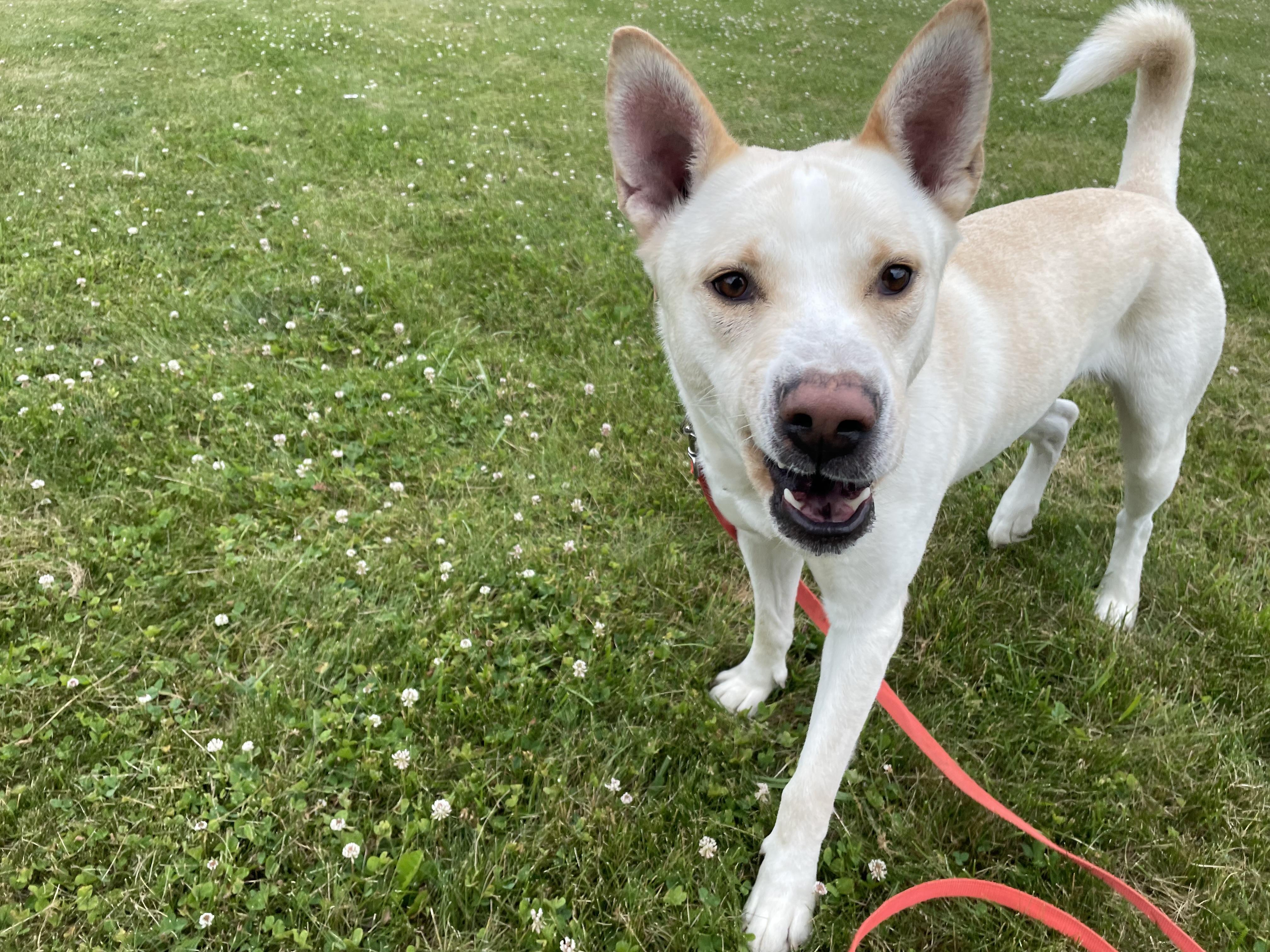 Enlarge Neo, a ADOPTABLE Mixed Breed in Saratoga Springs, NY image 4/4